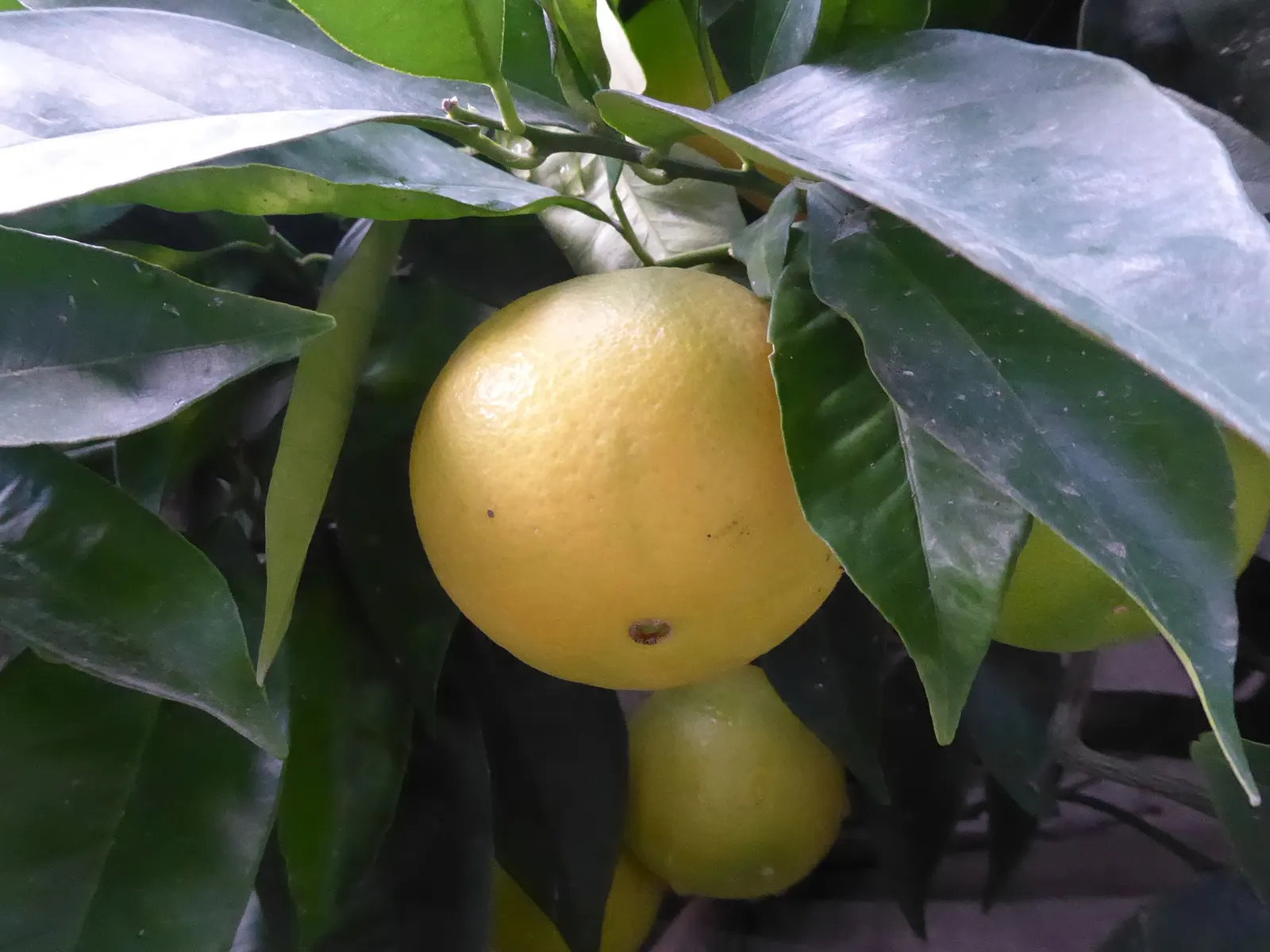 Sweet Orange (Citrus Sinensis) — This evergreen adds a lush, tropical feel and provides year-round interest; dual-purpose addition to their, image 90