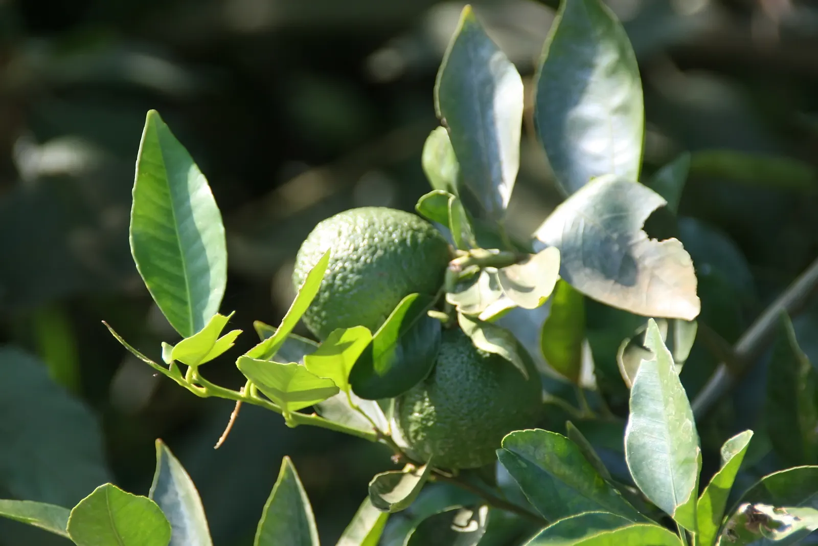 Sweet Orange (Citrus Sinensis) — is prized for its fragrant; glossy leaves and the appealing contrast of their fragrant white blossoms against the, image 128