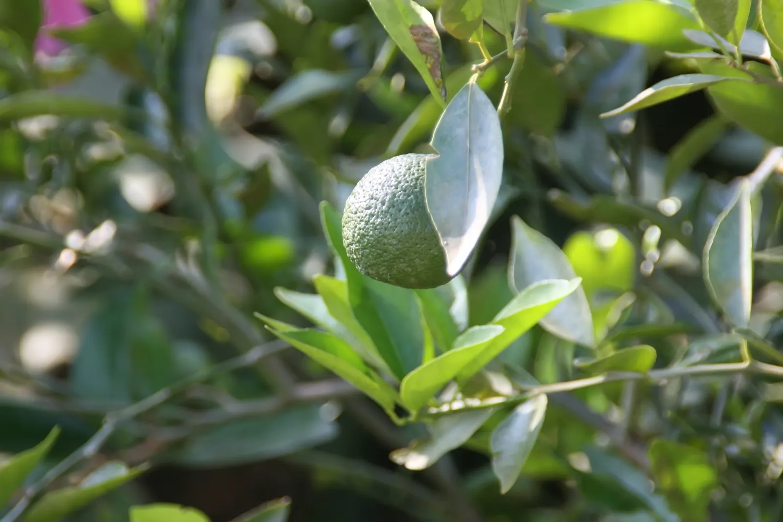 Sweet Orange (Citrus Sinensis) — The trees are hardy in USDA zones 9 through 11 and require consistent watering to establish deep root systems, image 117