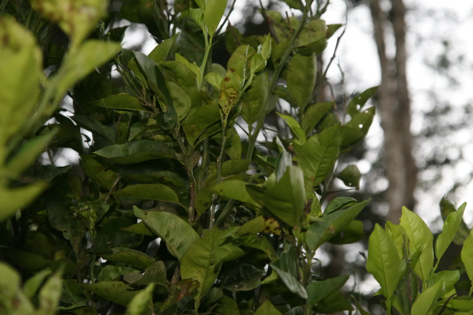 Sweet Orange (Citrus Sinensis) — white flowers in the garden; mature trees can reach 20-30 feet in height with a spread of 15-20 feet, image 124