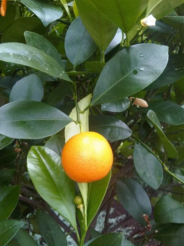 Sweet Orange (Citrus Sinensis) — Orange Cultivars (Citrus sinensis); mature trees can reach 20-30 feet in height with a spread of 15-20 feet, image 49