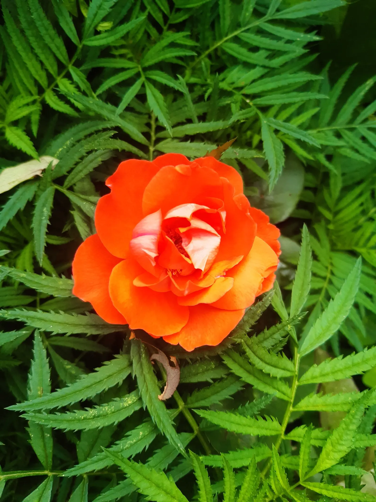 Sweet Orange (Citrus Sinensis) — It is essential for gardeners to monitor for common citrus pests such as aphids; dual-purpose addition to their, image 57