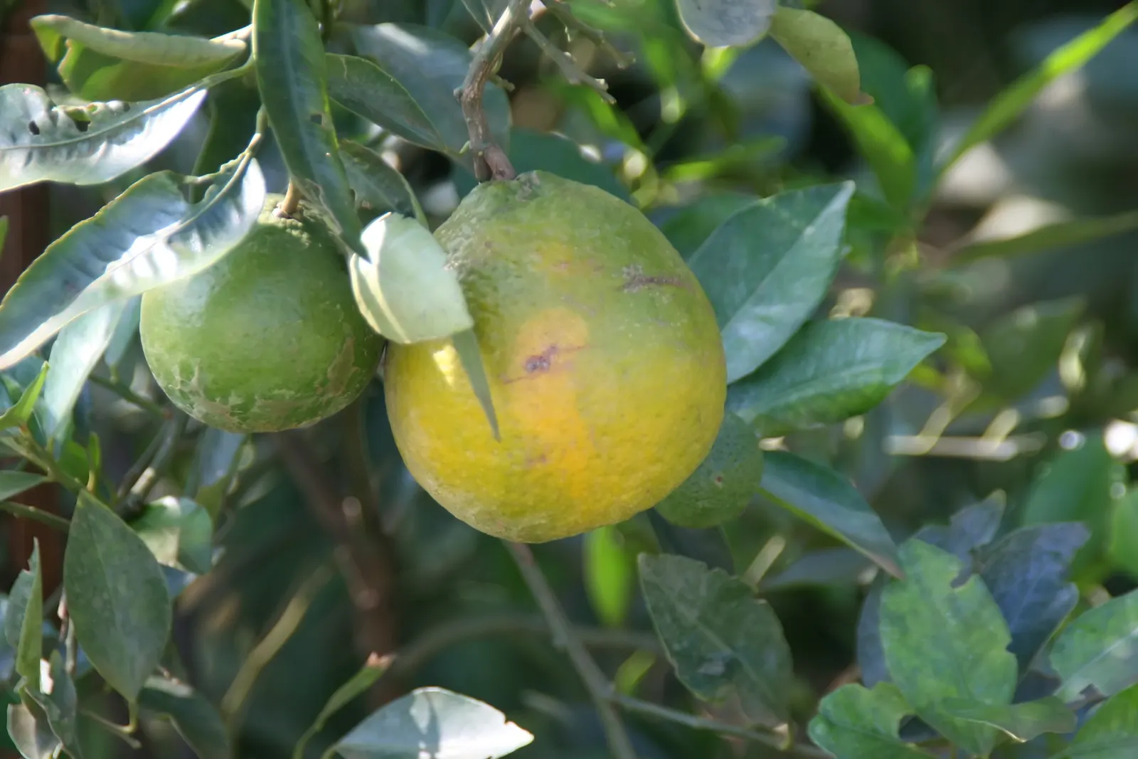 Sweet Orange (Citrus Sinensis) — although they are moderately drought-tolerant once mature; mature trees can reach 20-30 feet in height with a, image 139
