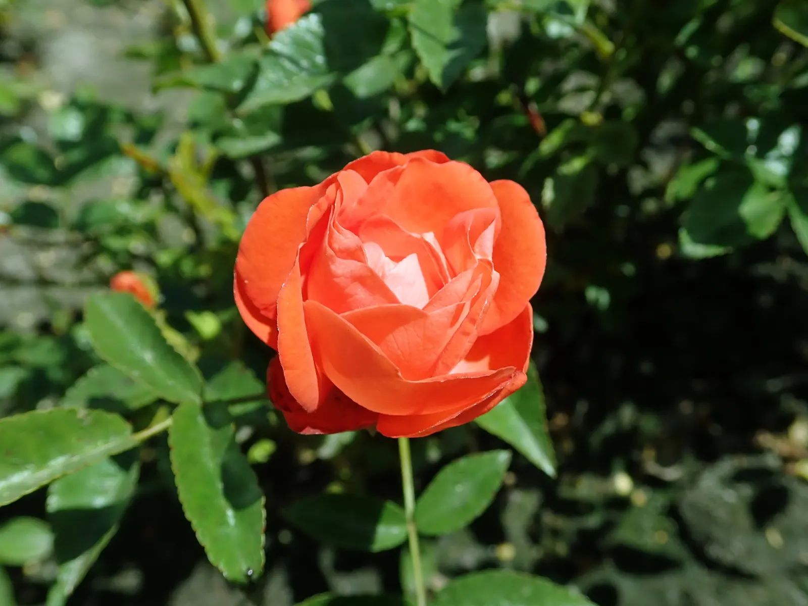 Sweet Orange (Citrus Sinensis) — Orange Cultivars (Citrus sinensis)