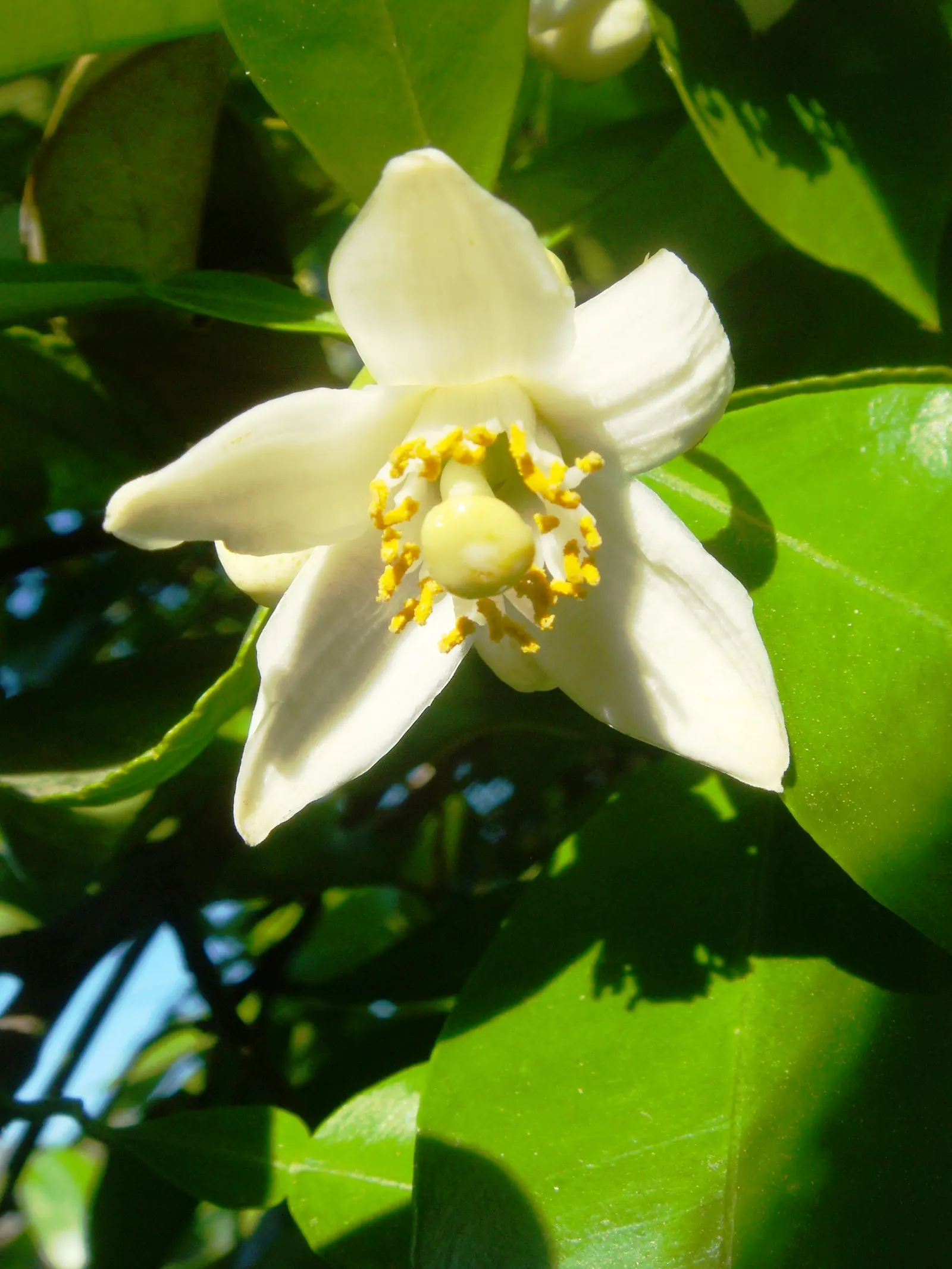Sweet Orange (Citrus Sinensis) — tree with white blooms; glossy leaves and the appealing contrast of their fragrant white blossoms against the dark, image 104