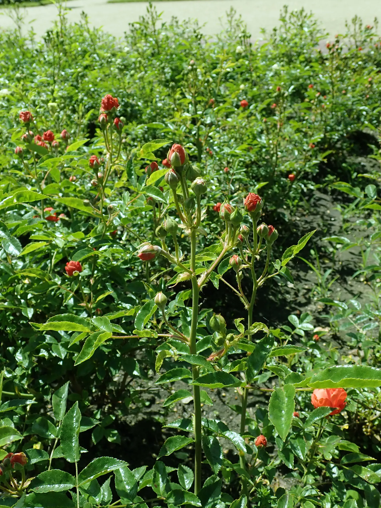 Sweet Orange (Citrus Sinensis) — and the Asian citrus psyllid; mature trees can reach 20-30 feet in height with a spread of 15-20 feet, image 142