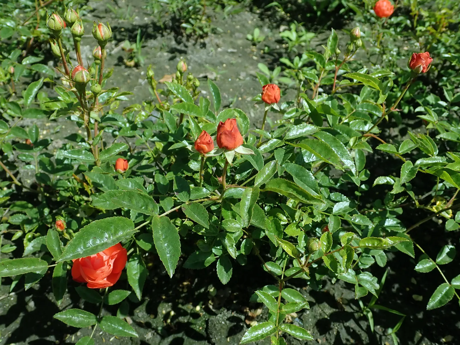 Sweet Orange (Citrus Sinensis) — white flowers in the garden; mature trees can reach 20-30 feet in height with a spread of 15-20 feet, image 82