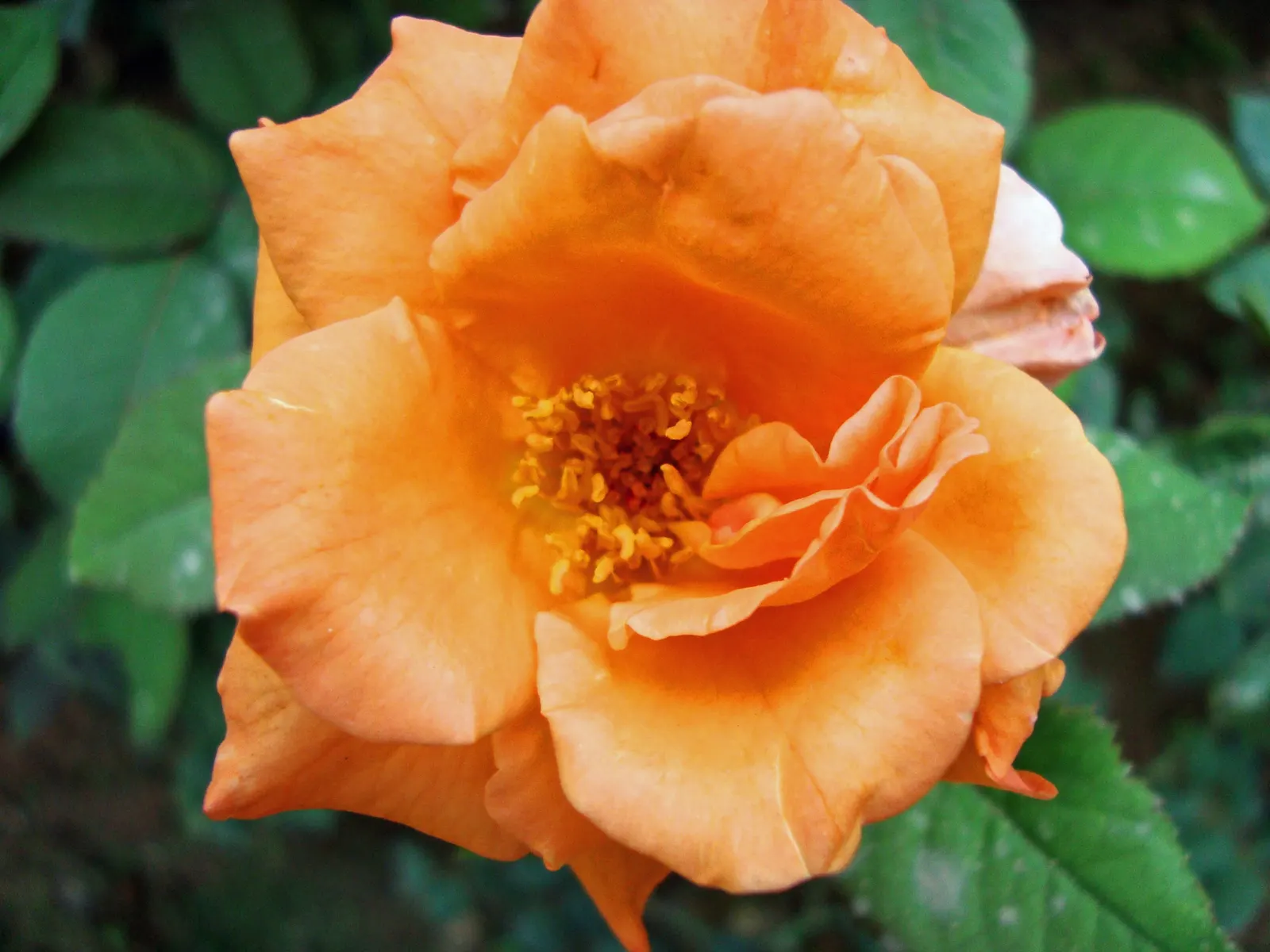 Sweet Orange (Citrus Sinensis) — although they are moderately drought-tolerant once mature; mature trees can reach 20-30 feet in height with a, image 118