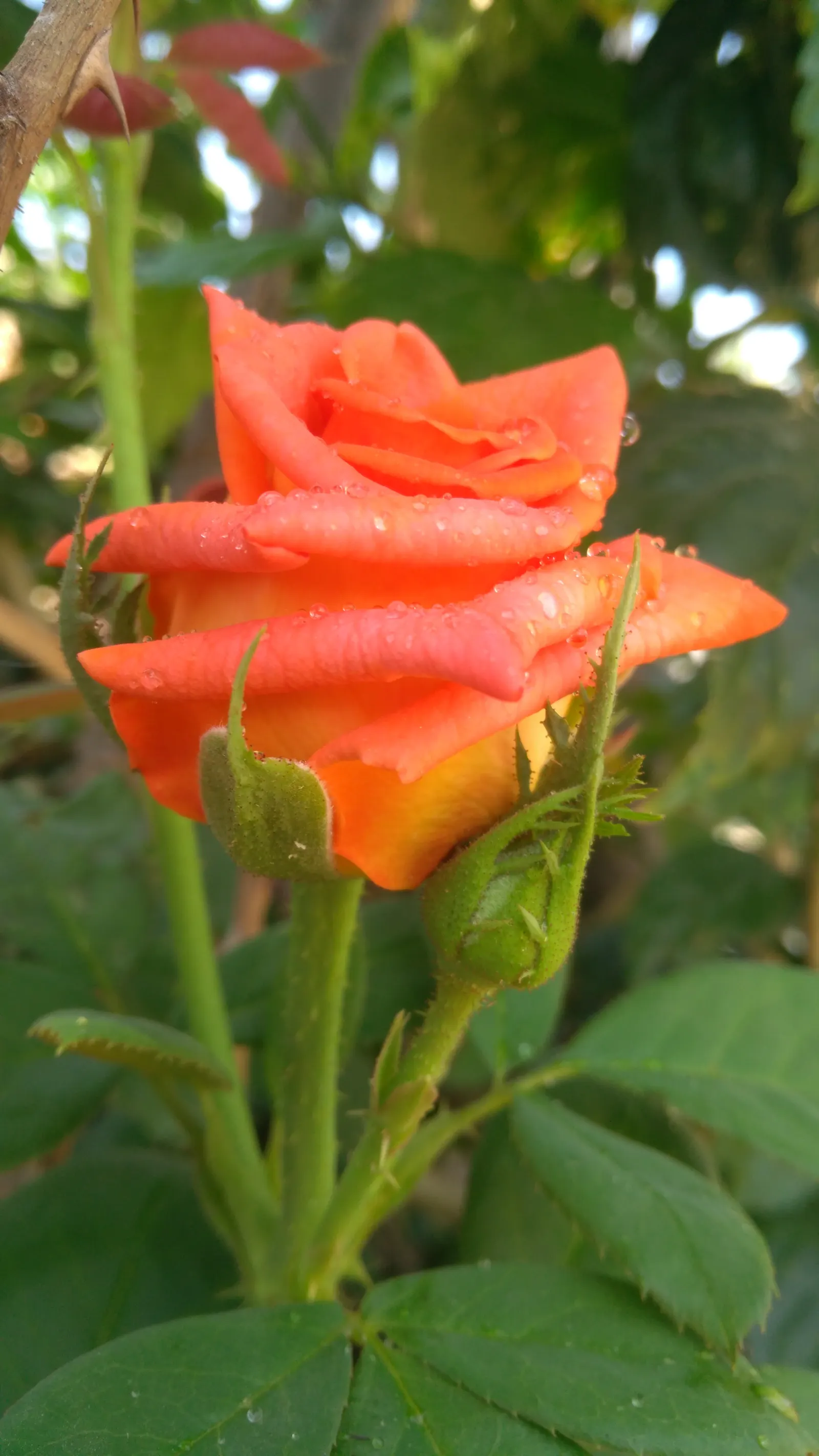 Sweet Orange (Citrus Sinensis) — is prized for its fragrant; glossy leaves and the appealing contrast of their fragrant white blossoms against the, image 107