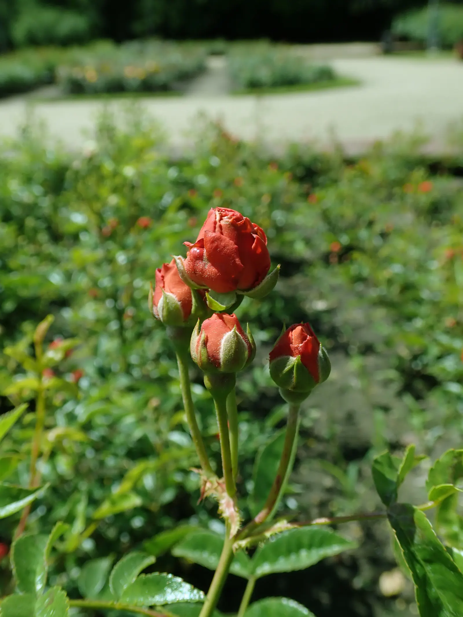 Sweet Orange (Citrus Sinensis) — are also a beautiful addition to any landscape design; dual-purpose addition to their environment