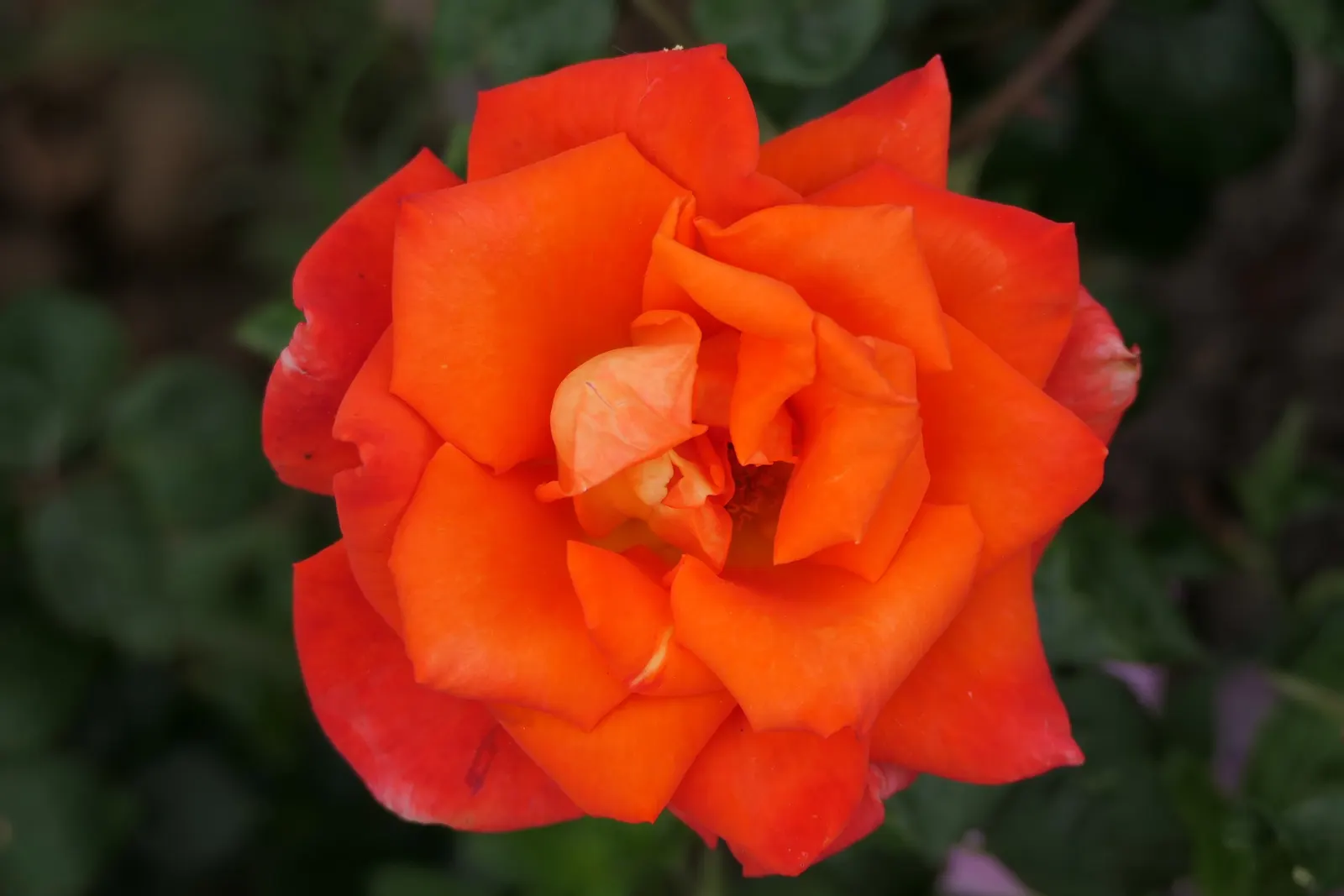 Sweet Orange (Citrus Sinensis) — is prized for its fragrant; glossy leaves and the appealing contrast of their fragrant white blossoms against the dark green