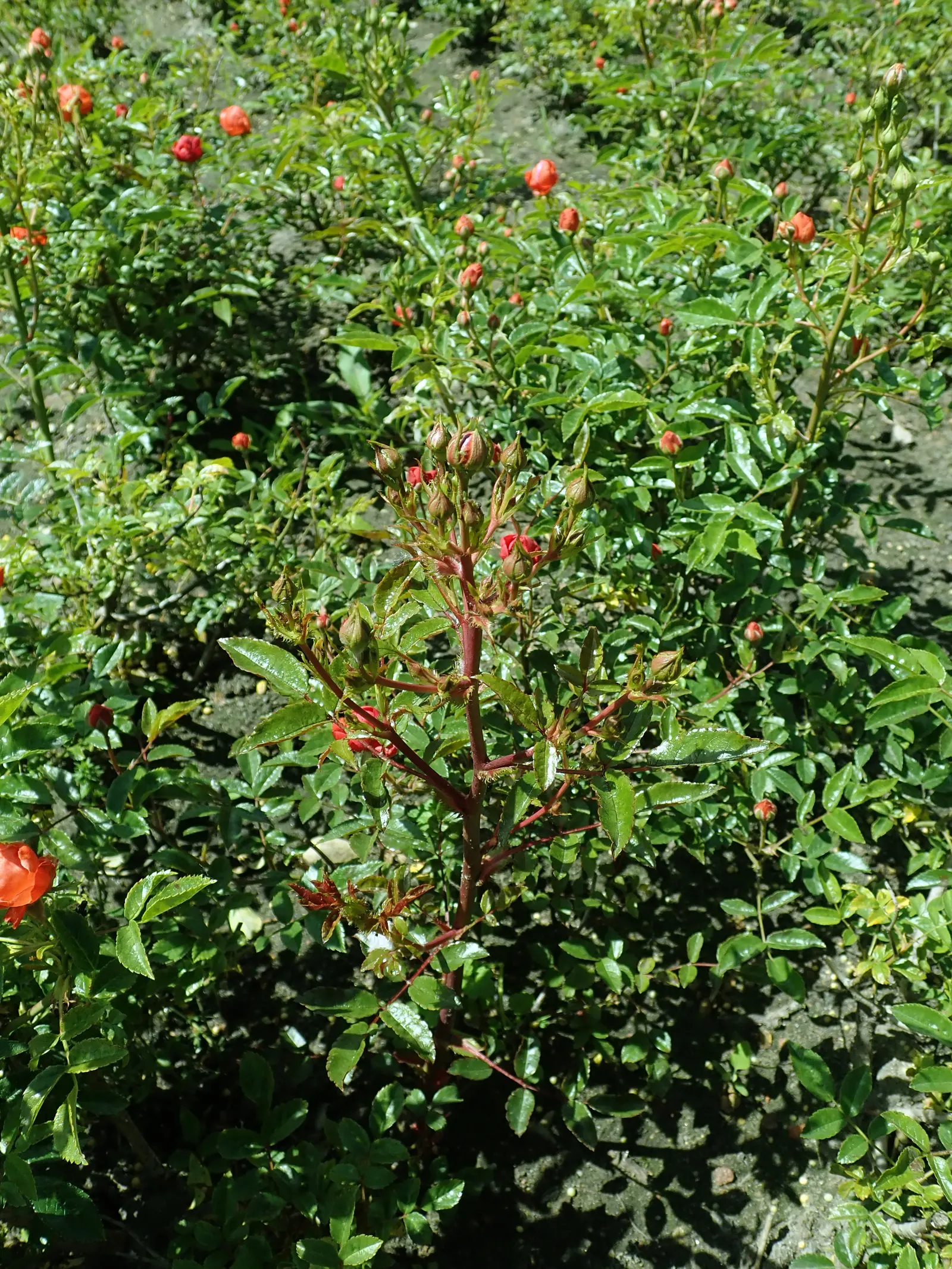 Sweet Orange (Citrus Sinensis) — are also a beautiful addition to any landscape design; dual-purpose addition to their environment, image 135