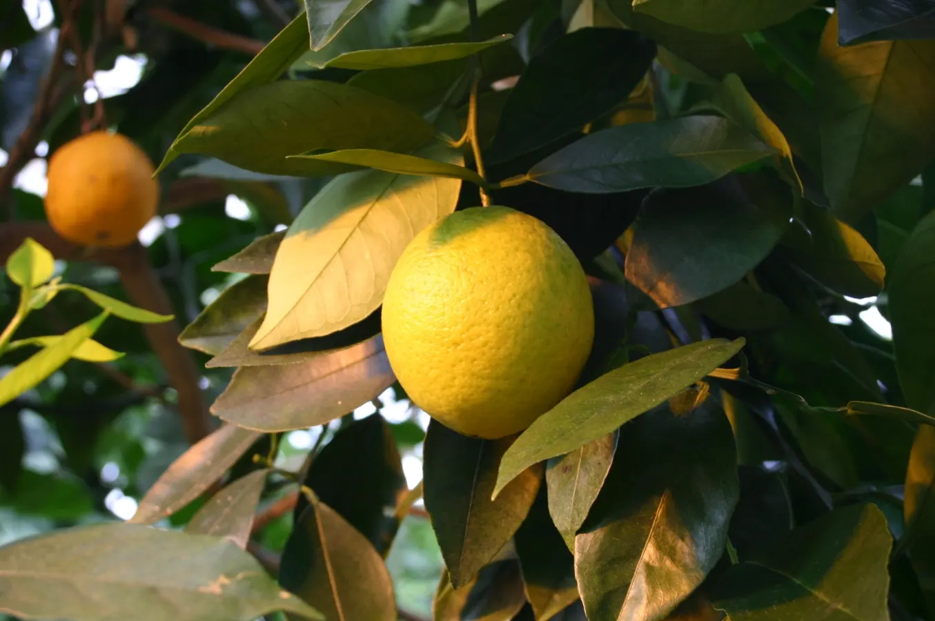 Sweet Orange (Citrus Sinensis) — commonly known as the Sweet Orange; mature trees can reach 20-30 feet in height with a spread of 15-20 feet, image 43
