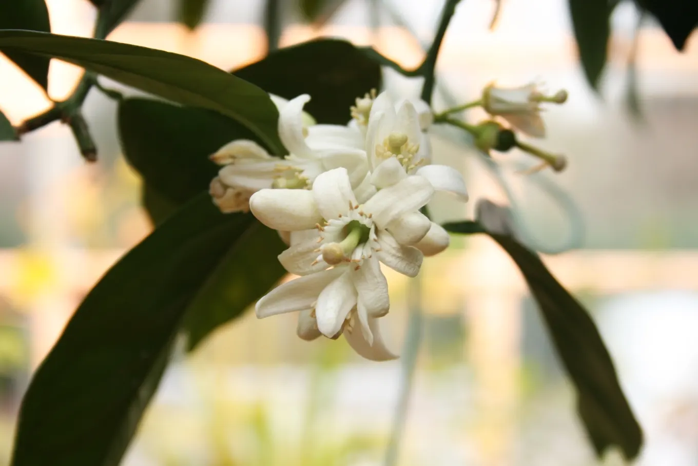 Sweet Orange (Citrus Sinensis) — are also a beautiful addition to any landscape design; dual-purpose addition to their environment, image 114