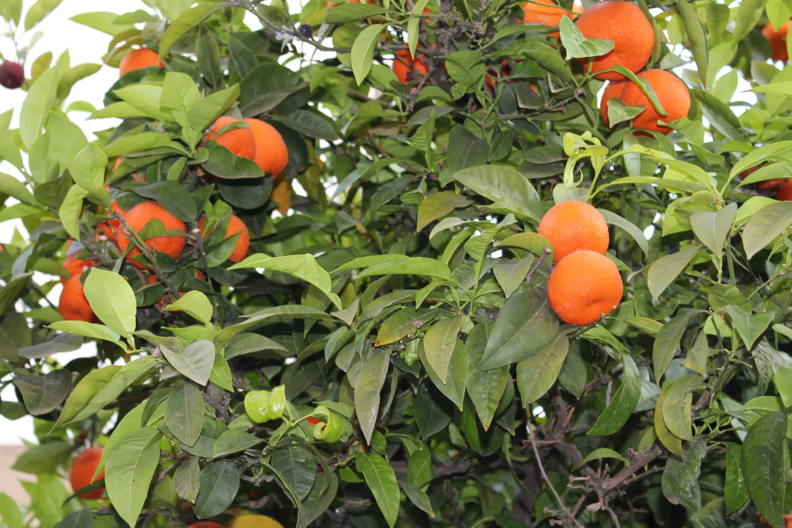 Sweet Orange (Citrus Sinensis) — white flowers in the garden; mature trees can reach 20-30 feet in height with a spread of 15-20 feet, image 61