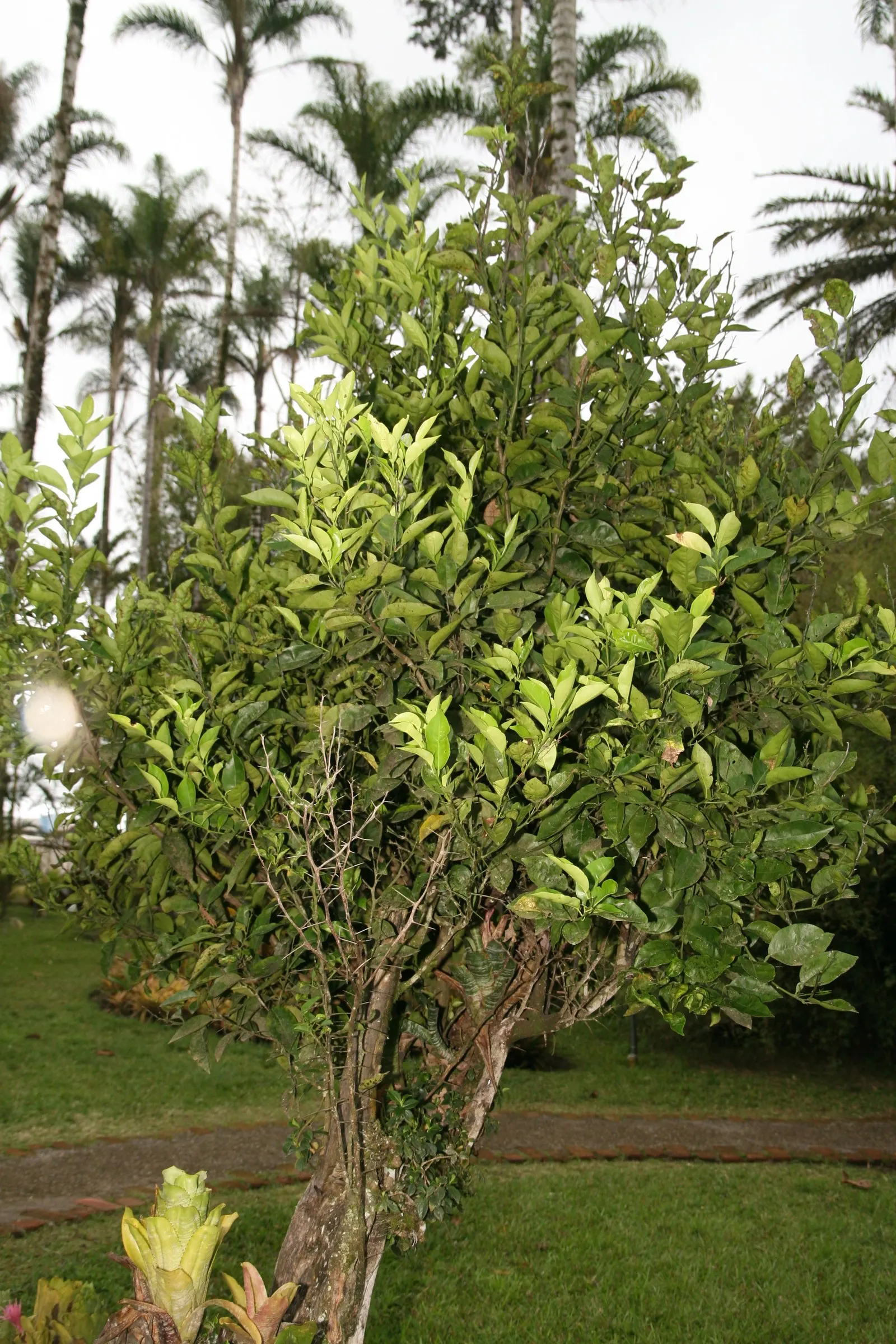 Sweet Orange (Citrus Sinensis) — This evergreen adds a lush, tropical feel and provides year-round interest; dual-purpose addition to their, image 153