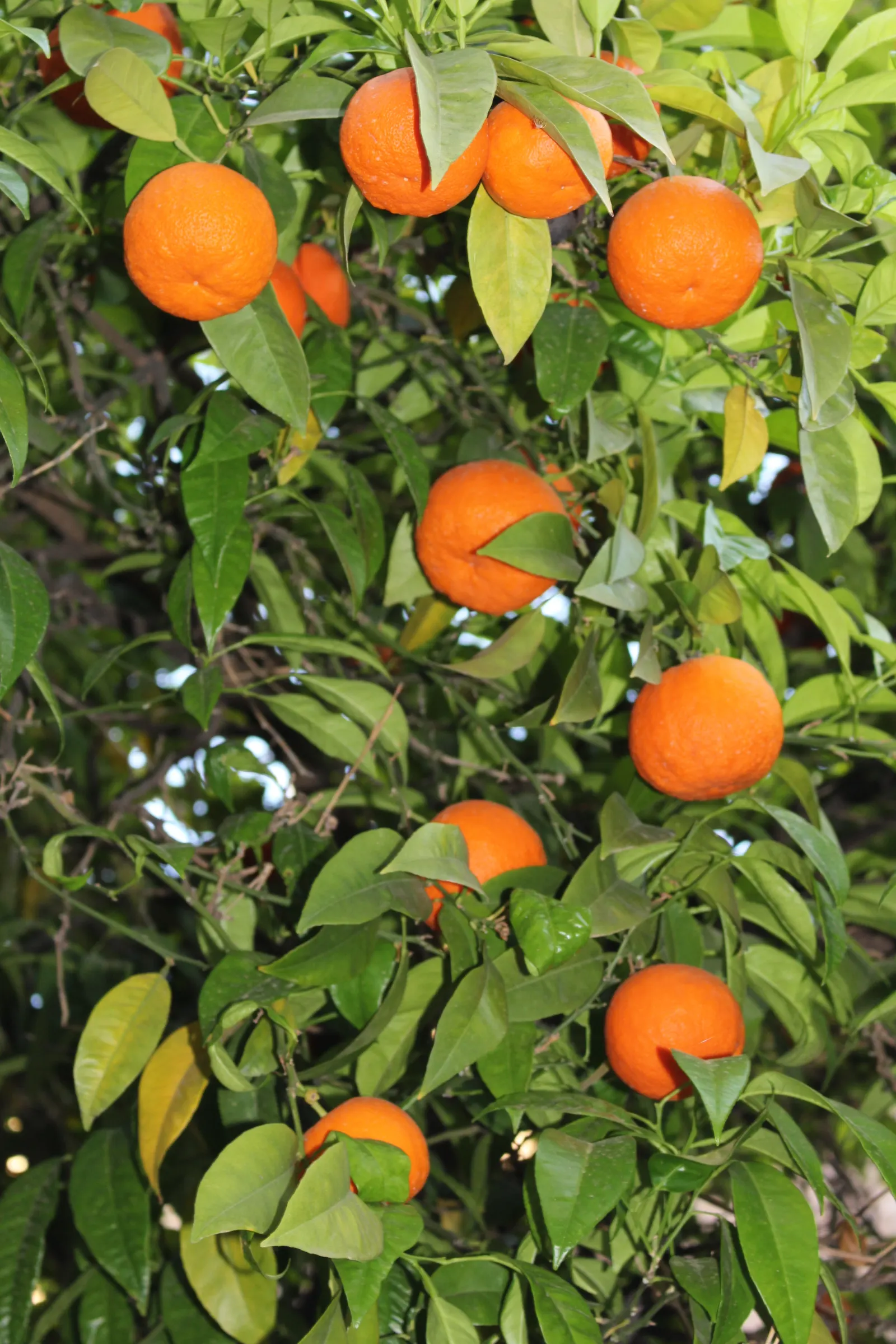 Sweet Orange (Citrus Sinensis) — This evergreen adds a lush, tropical feel and provides year-round interest