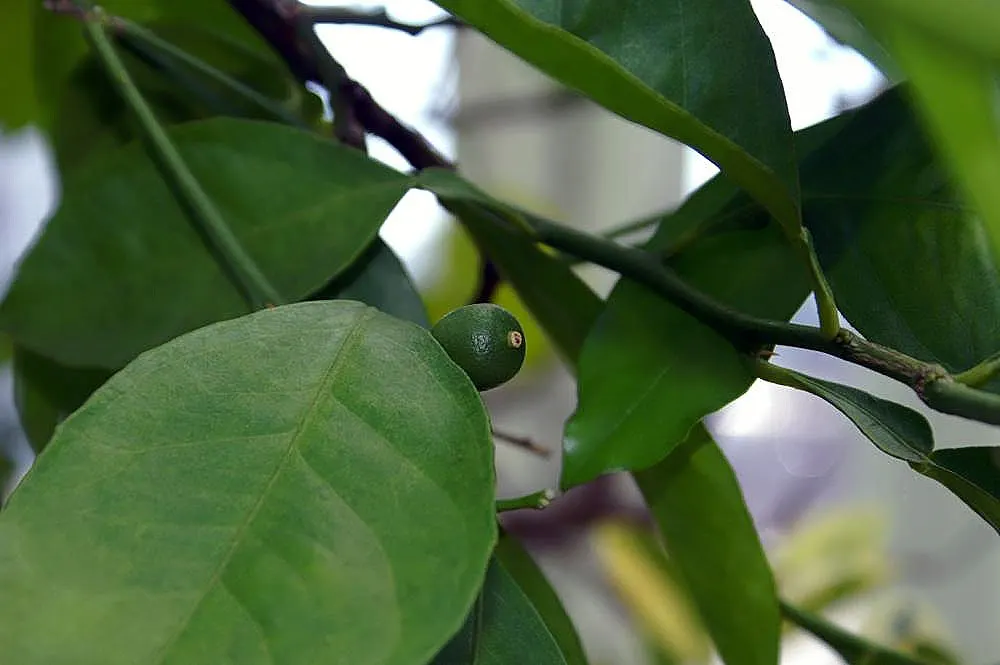 Sweet Orange (Citrus Sinensis) — Regular watering promotes juicy oranges, which are rich in vitamin C; glossy leaves and the appealing contrast of their