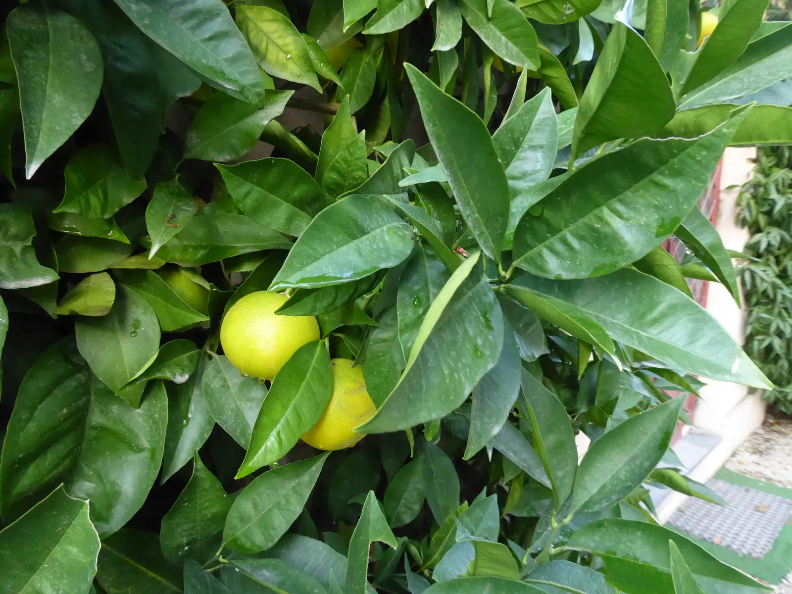 Sweet Orange (Citrus Sinensis) — Inform clients of the delight in plucking fresh oranges directly from their own garden; glossy leaves and the, image 80