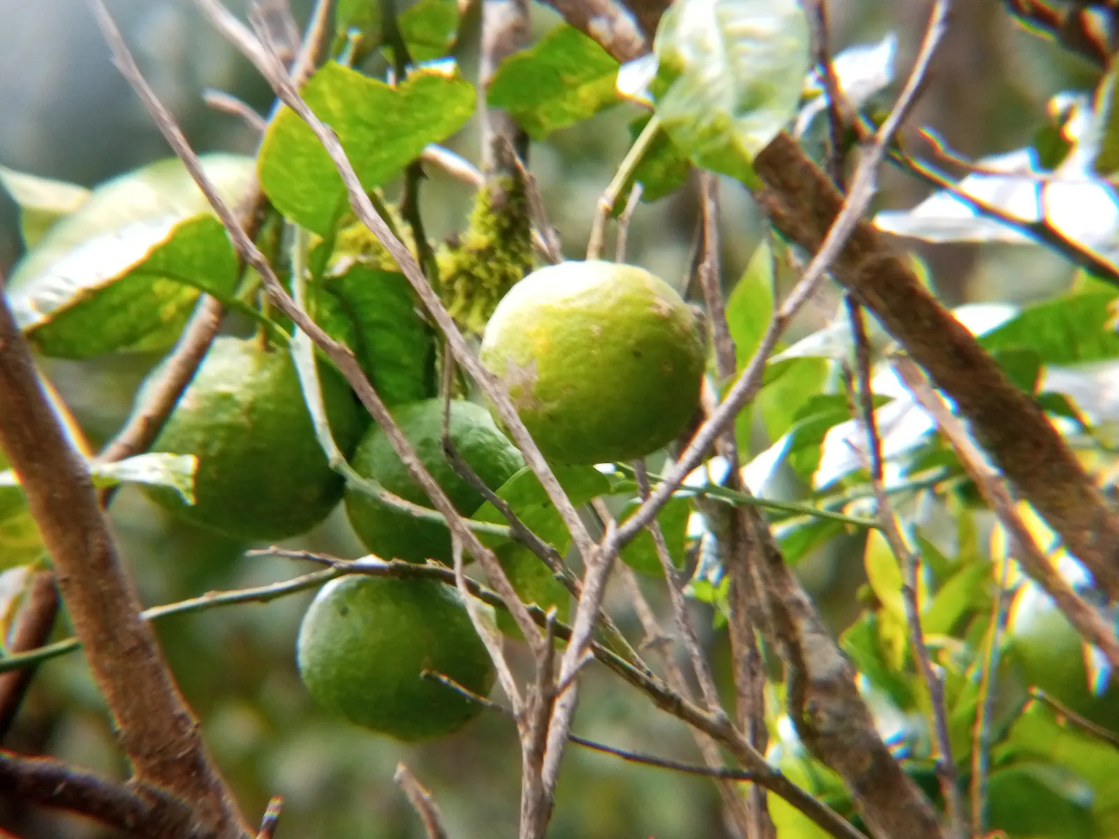 Sweet Orange (Citrus Sinensis) — focusing on removing dead or crossed branches to maintain plant health and aesthetic form; glossy leaves and the appealing