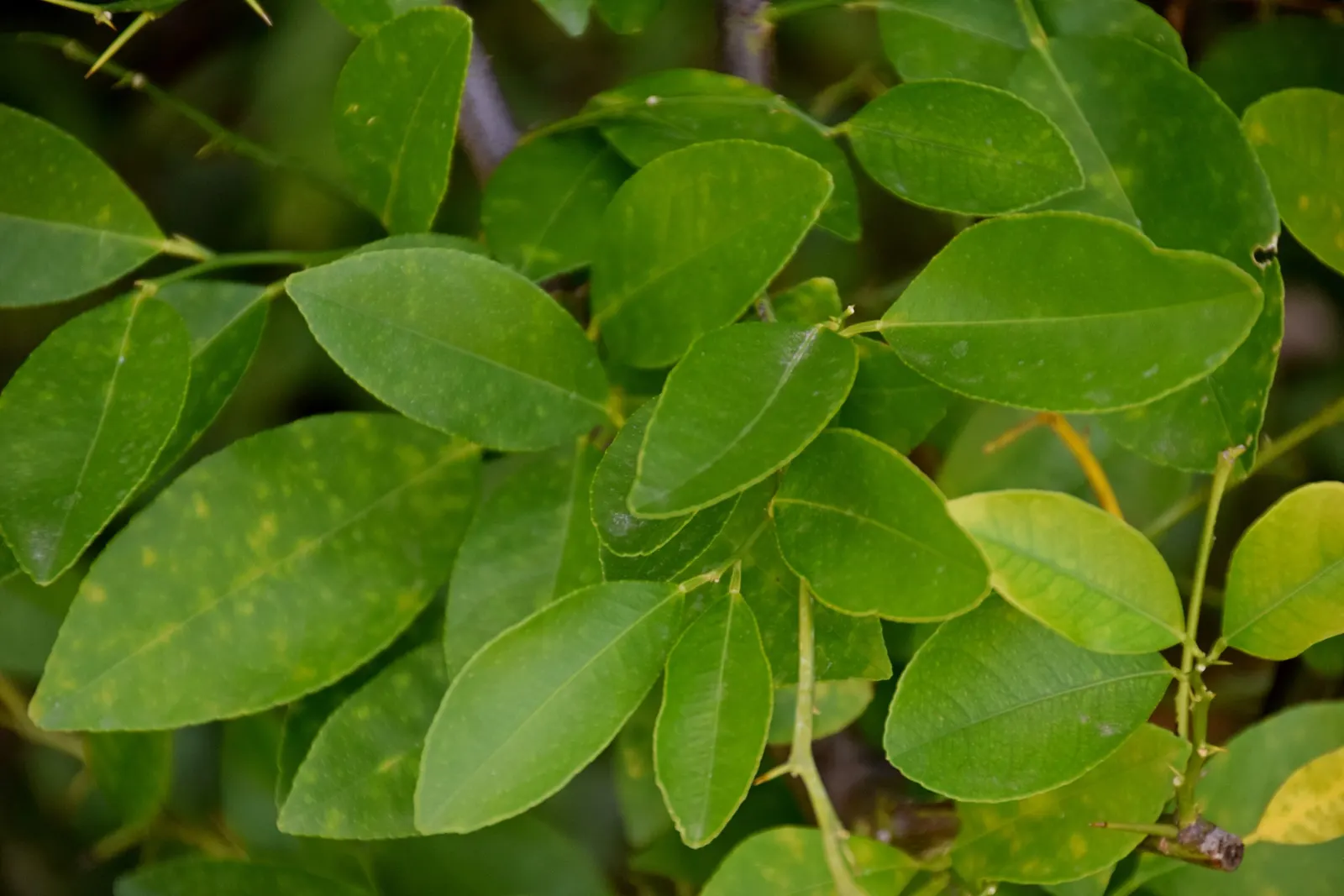 Sweet Orange (Citrus Sinensis) — glossy leaves and the appealing contrast of their fragrant white blossoms against the dark green foliage