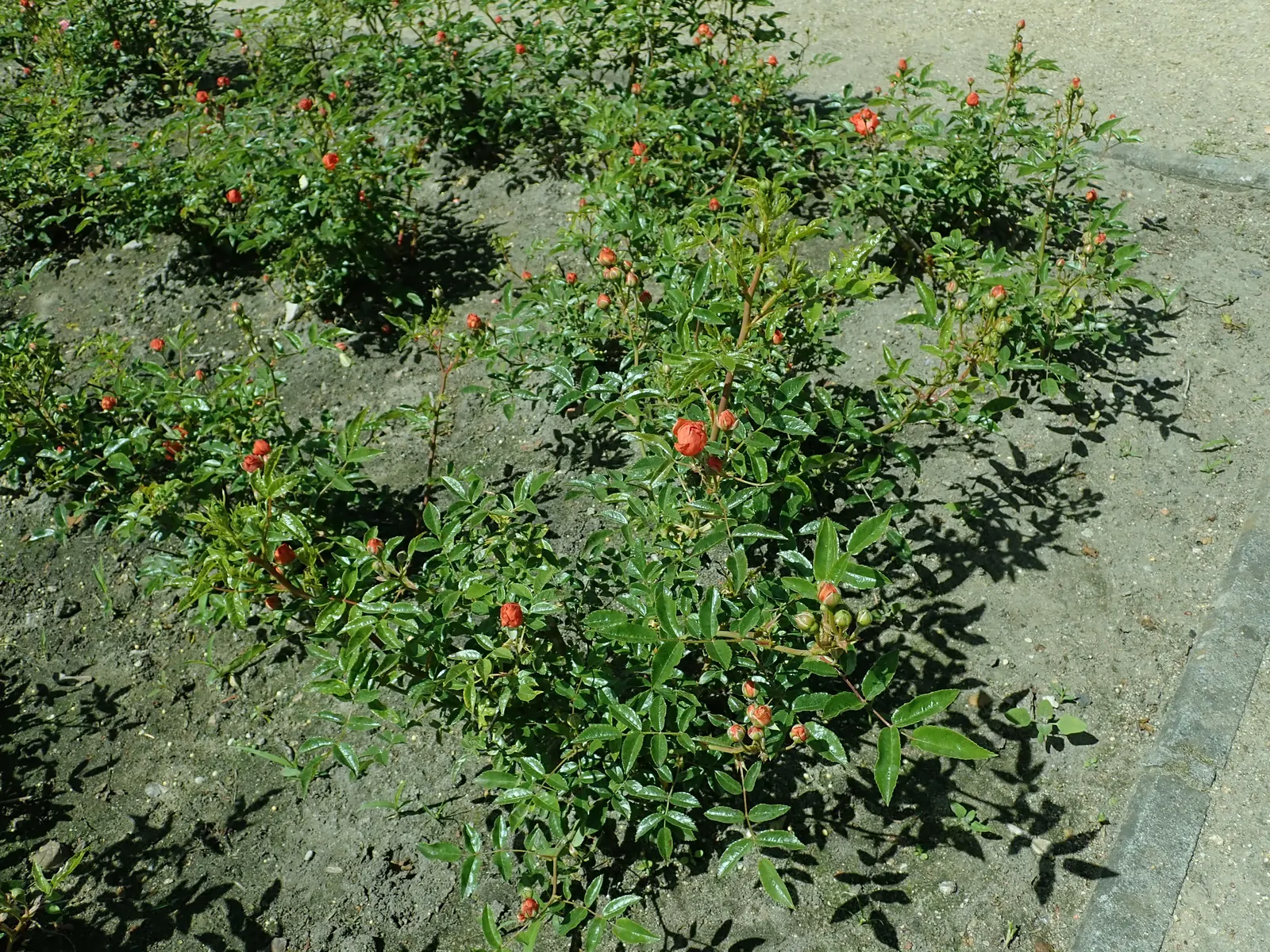 Sweet Orange (Citrus Sinensis) — tree with white blooms; glossy leaves and the appealing contrast of their fragrant white blossoms against the dark green