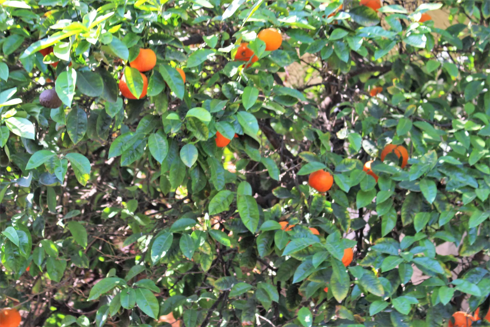Sweet Orange (Citrus Sinensis) — Mature trees can reach 20-30 feet in height with a spread of 15-20 feet, image 67