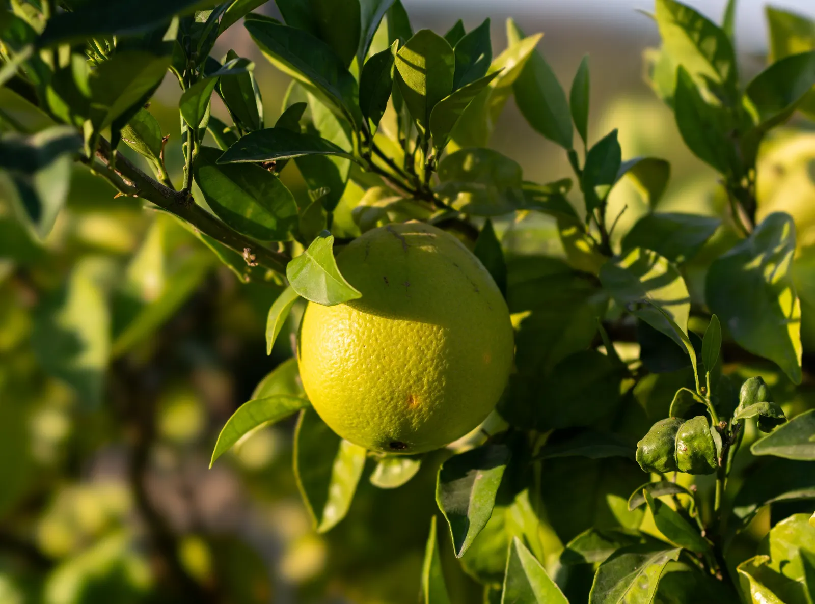 Sweet Orange (Citrus Sinensis) — Mature trees can reach 20-30 feet in height with a spread of 15-20 feet, image 130