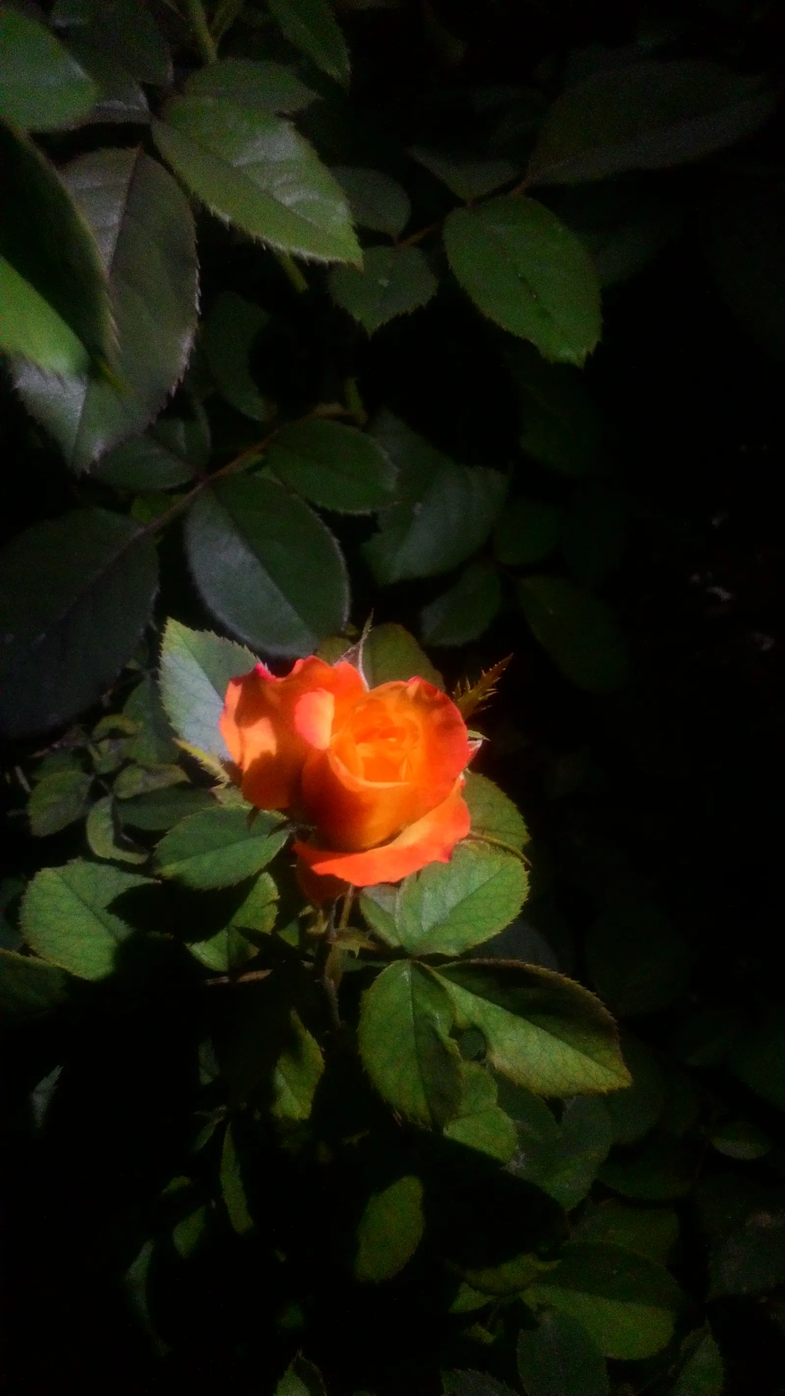 Sweet Orange (Citrus Sinensis) — This evergreen adds a lush, tropical feel and provides year-round interest; dual-purpose addition to their, image 111