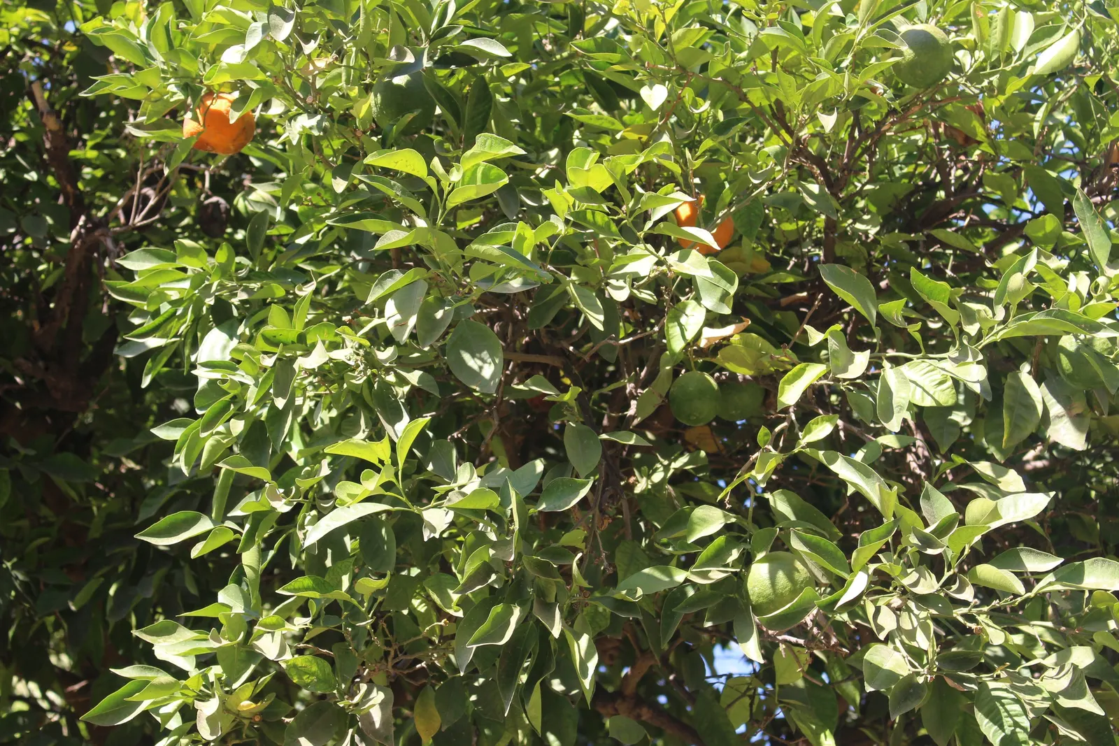Sweet Orange (Citrus Sinensis) — Orange Cultivars (Citrus sinensis); mature trees can reach 20-30 feet in height with a spread of 15-20 feet, image 154