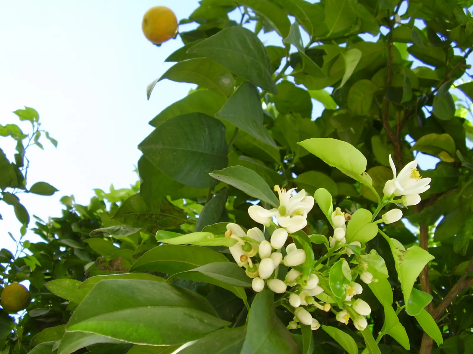 Sweet Orange (Citrus Sinensis) — although they are moderately drought-tolerant once mature; mature trees can reach 20-30 feet in height with a spread of 15-20