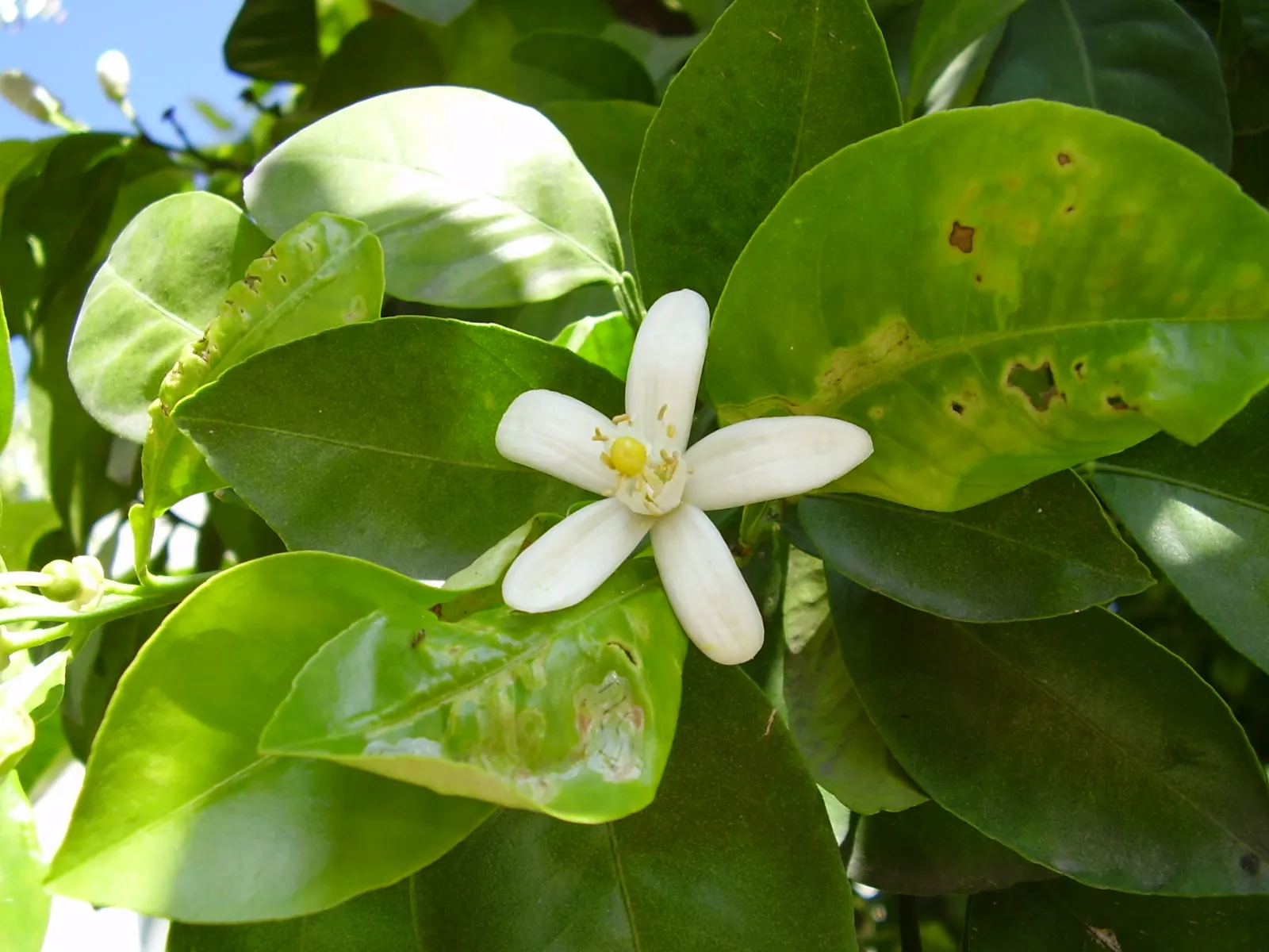 Sweet Orange (Citrus Sinensis) — Mature trees can reach 20-30 feet in height with a spread of 15-20 feet, image 88