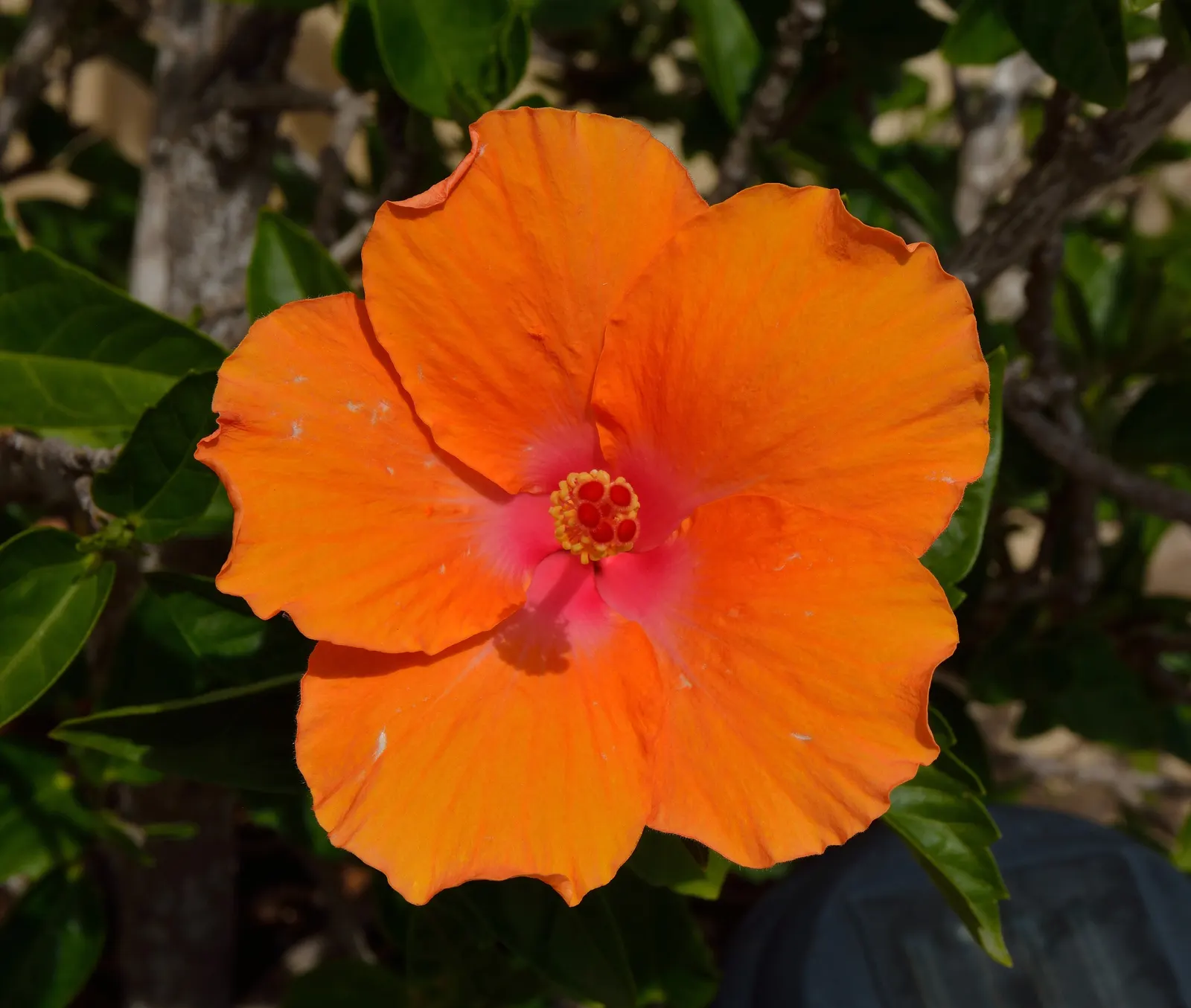 Sweet Orange (Citrus Sinensis) — Inform clients of the delight in plucking fresh oranges directly from their own garden; glossy leaves and the appealing