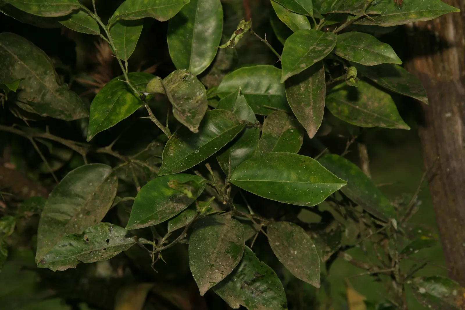 Sweet Orange (Citrus Sinensis) — Mature trees can reach 20-30 feet in height with a spread of 15-20 feet, image 109