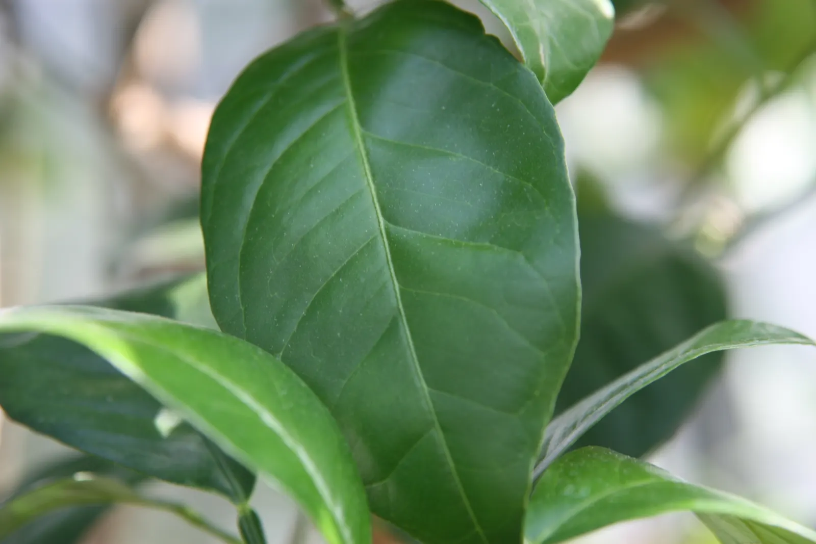 Sweet Orange (Citrus Sinensis) — This evergreen adds a lush, tropical feel and provides year-round interest; dual-purpose addition to their, image 48