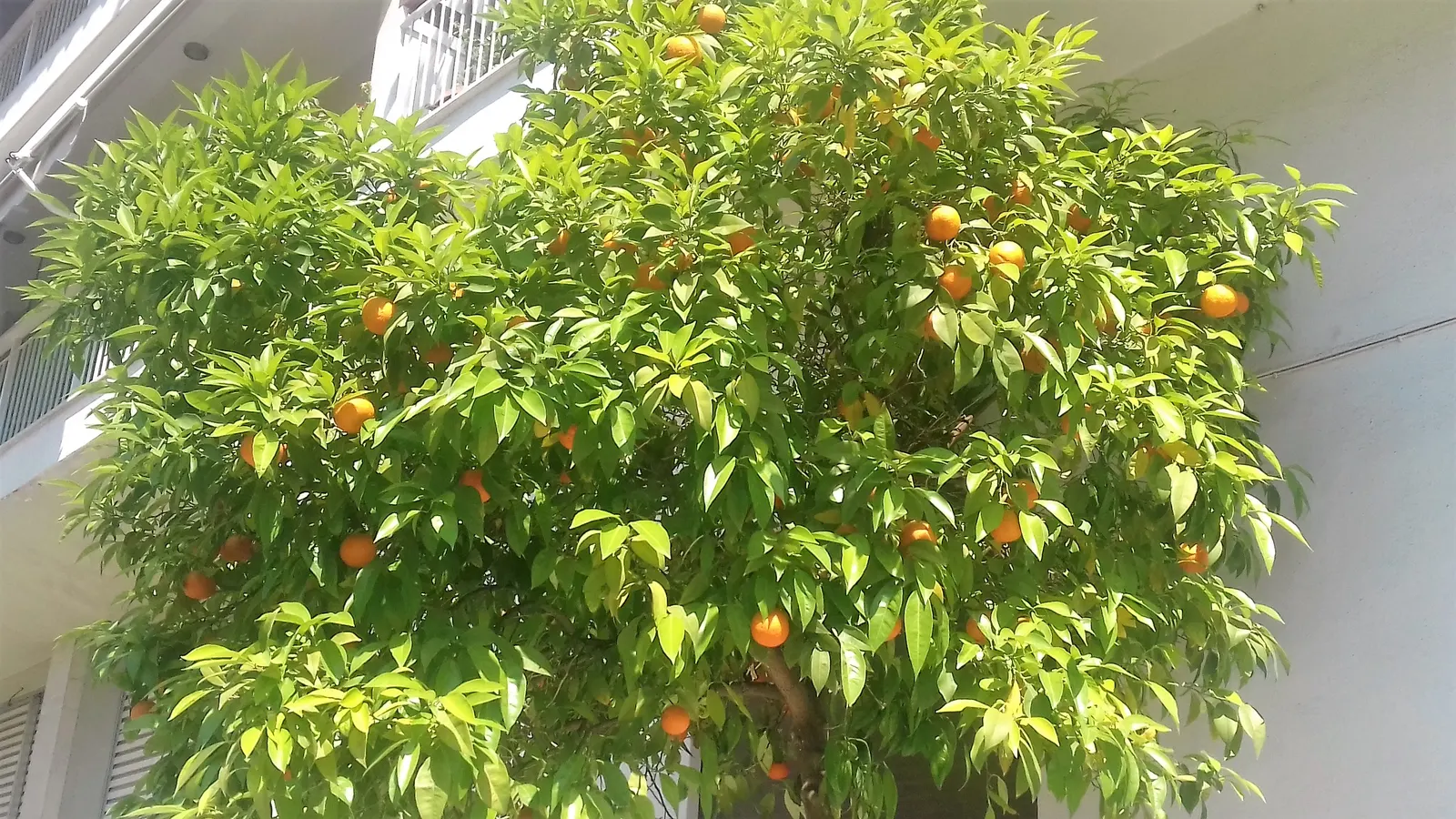 Sweet Orange (Citrus Sinensis) — commonly known as the Sweet Orange; mature trees can reach 20-30 feet in height with a spread of 15-20 feet, image 64