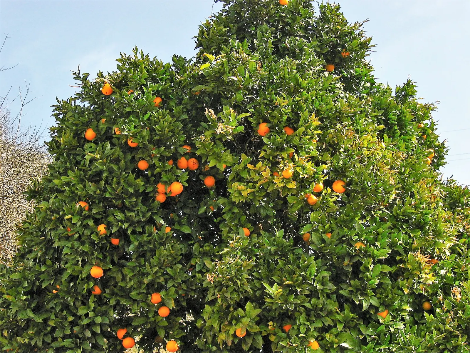 Sweet Orange (Citrus Sinensis) — focusing on removing dead or crossed branches to maintain plant health and aesthetic form; glossy leaves and the, image 161