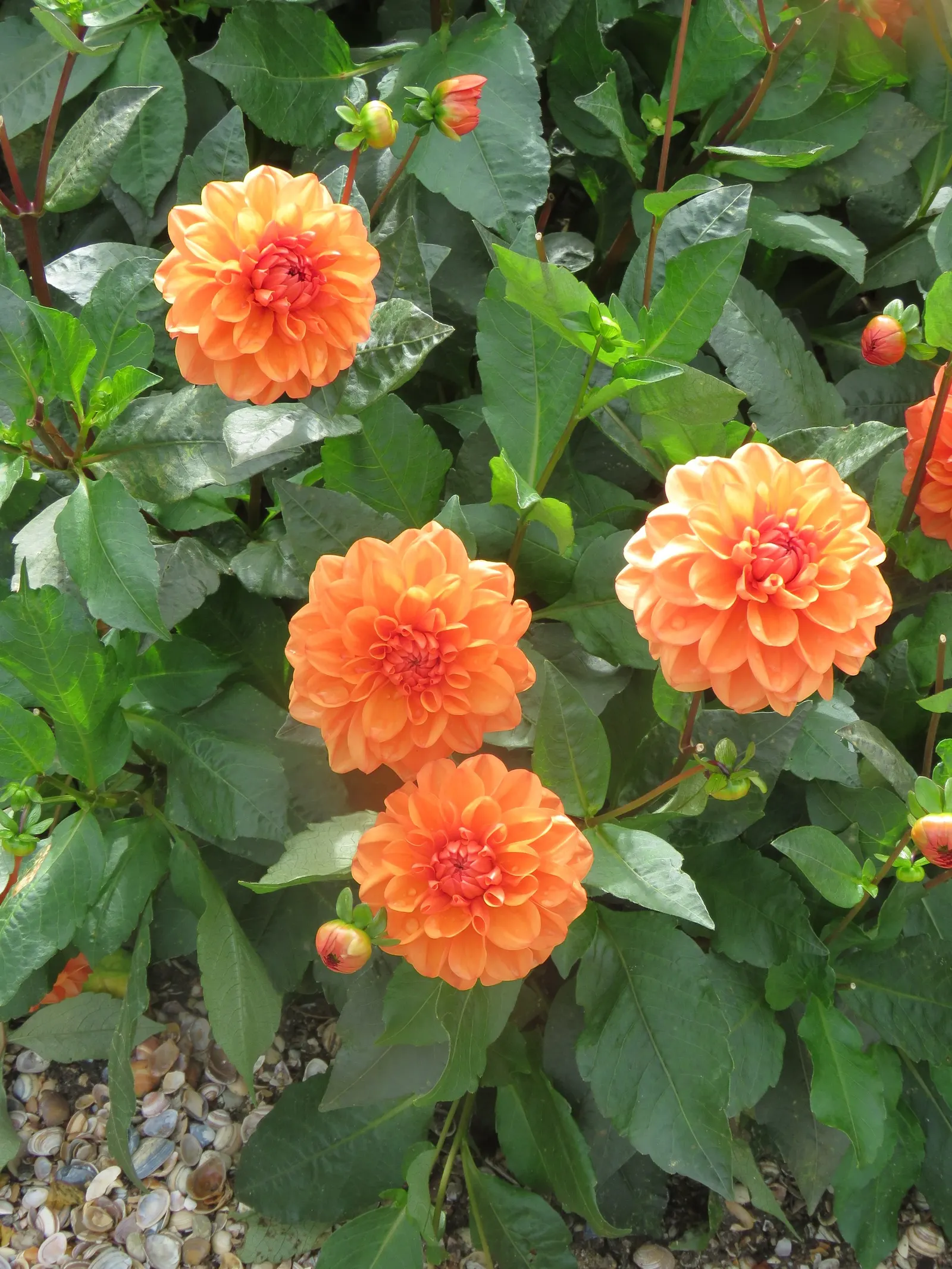 Sweet Orange (Citrus Sinensis) — are also a beautiful addition to any landscape design; dual-purpose addition to their environment, image 156