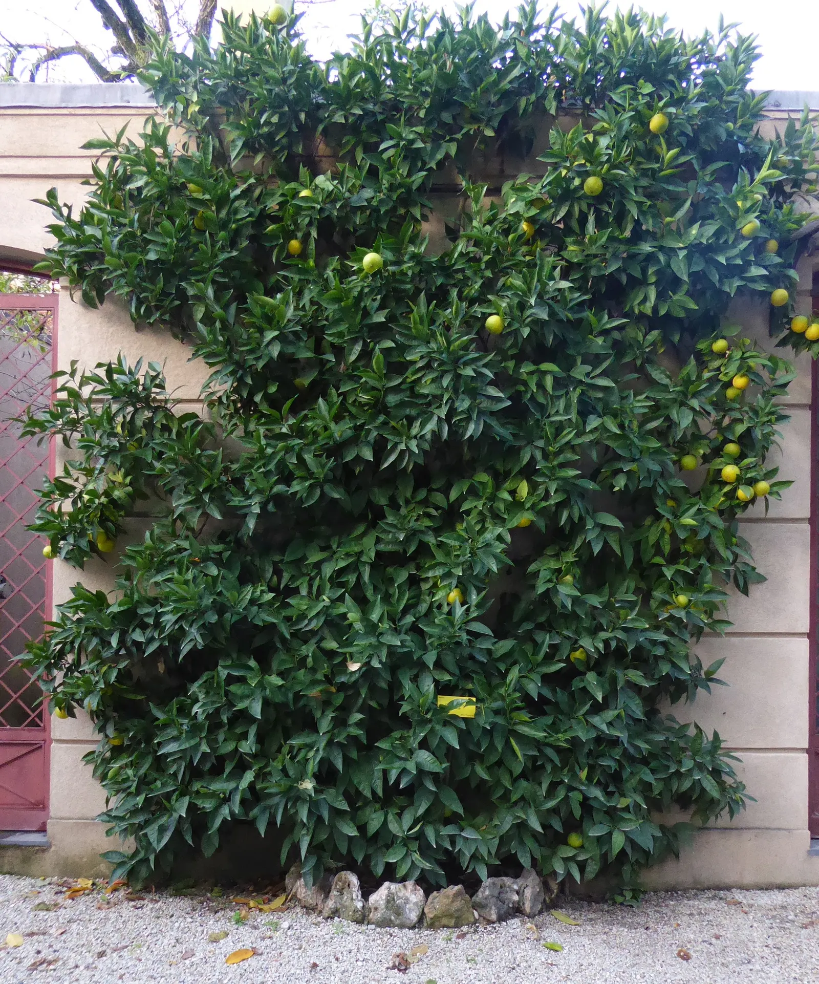 Sweet Orange (Citrus Sinensis) — These evergreen trees add a splash of vibrant color with their lush
