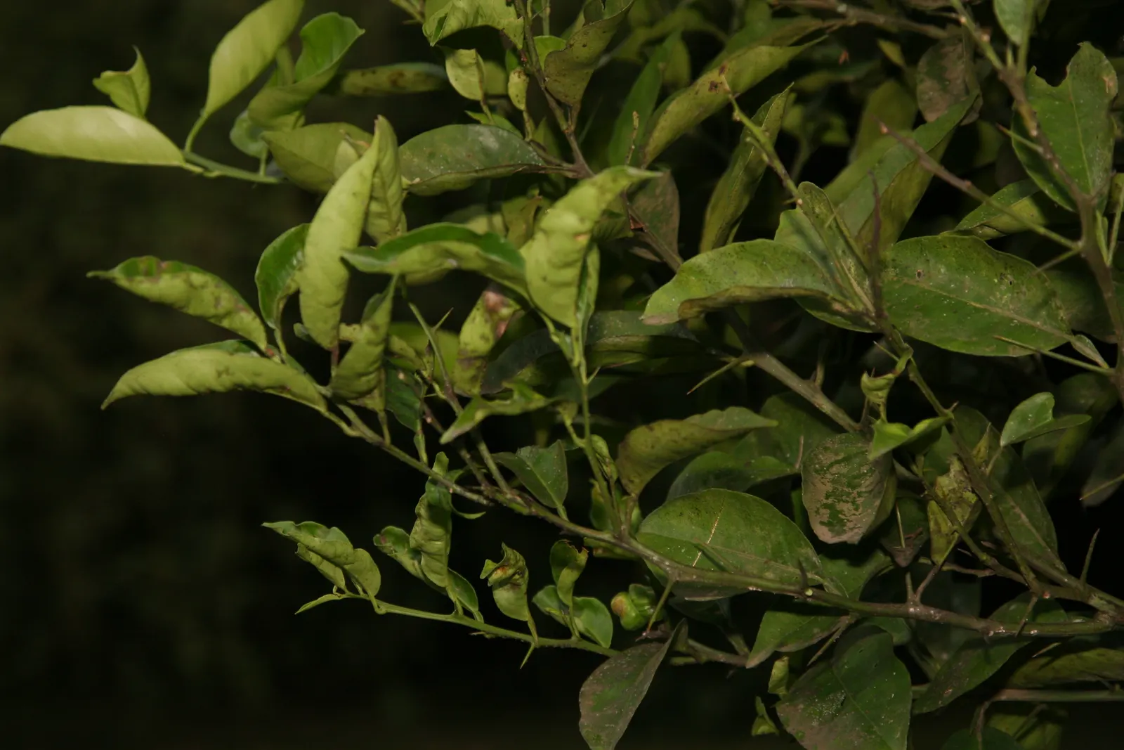 Sweet Orange (Citrus Sinensis) — focusing on removing dead or crossed branches to maintain plant health and aesthetic form; glossy leaves and the, image 140