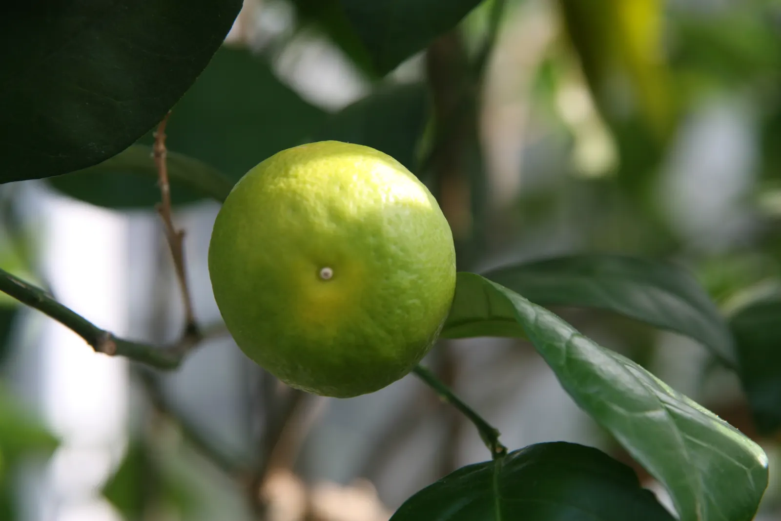 Sweet Orange (Citrus Sinensis) — white flowers in the garden; mature trees can reach 20-30 feet in height with a spread of 15-20 feet, image 103