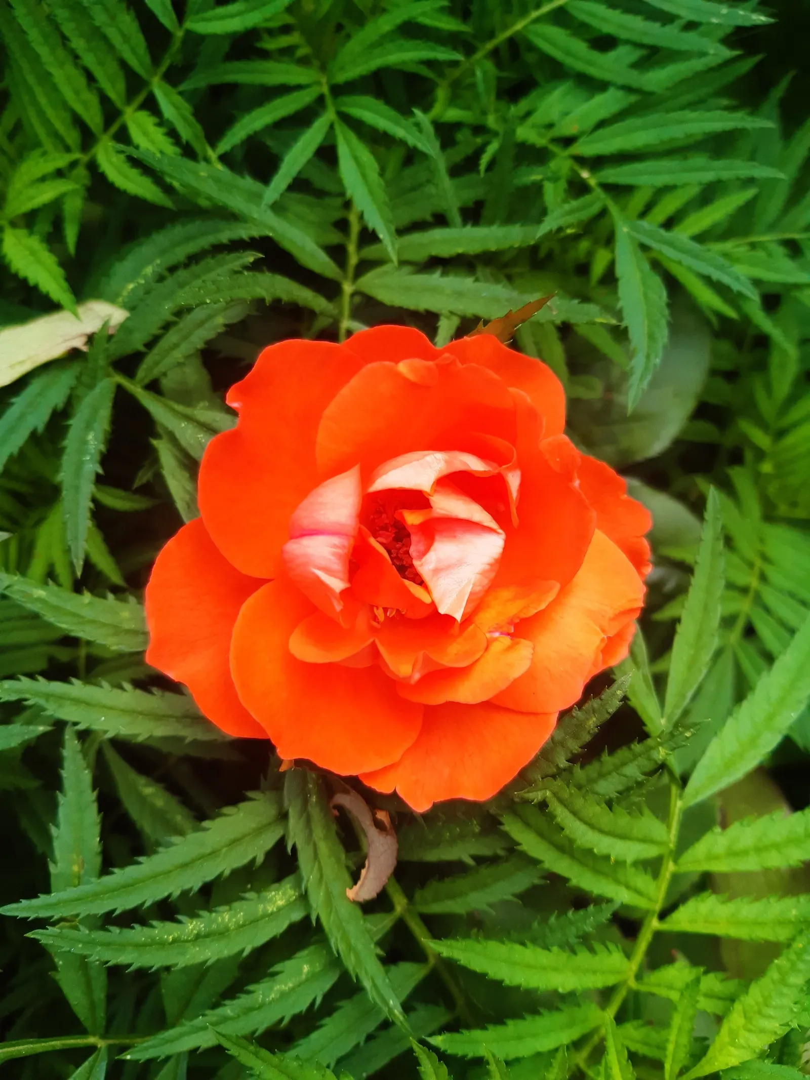Sweet Orange (Citrus Sinensis) — These evergreen trees add a splash of vibrant color with their lush; mature trees can reach 20-30 feet in height, image 52