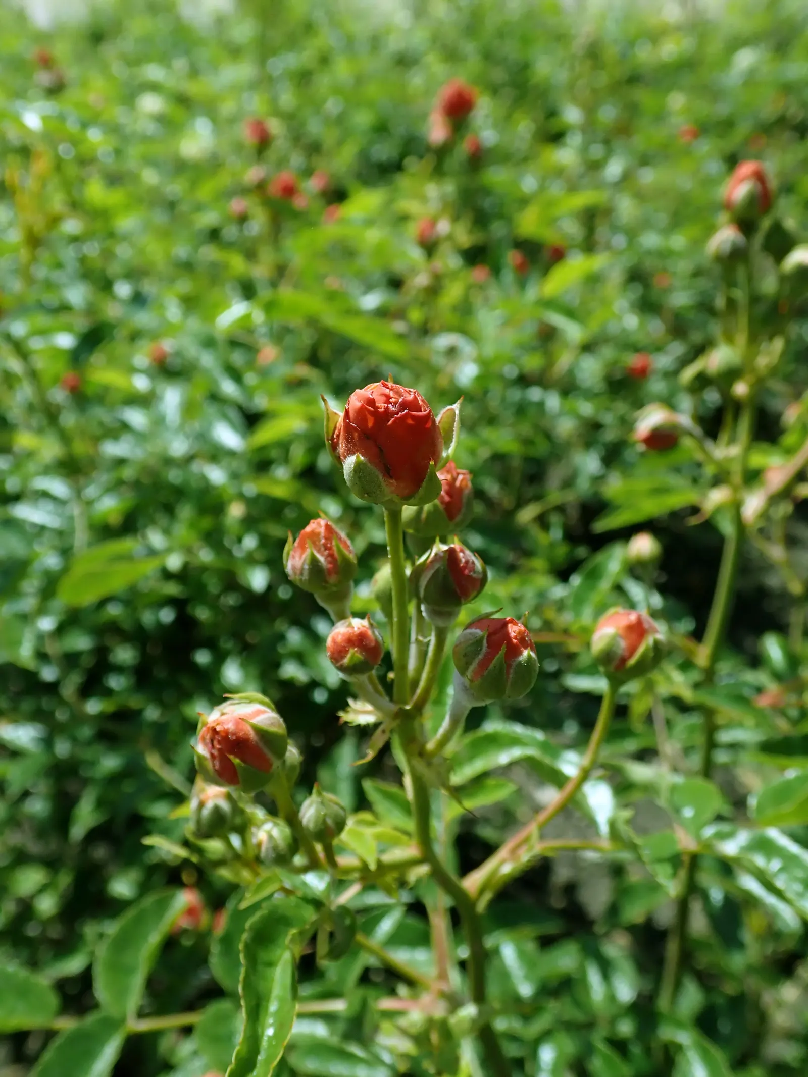 Sweet Orange (Citrus Sinensis) — although they are moderately drought-tolerant once mature; mature trees can reach 20-30 feet in height with a, image 97
