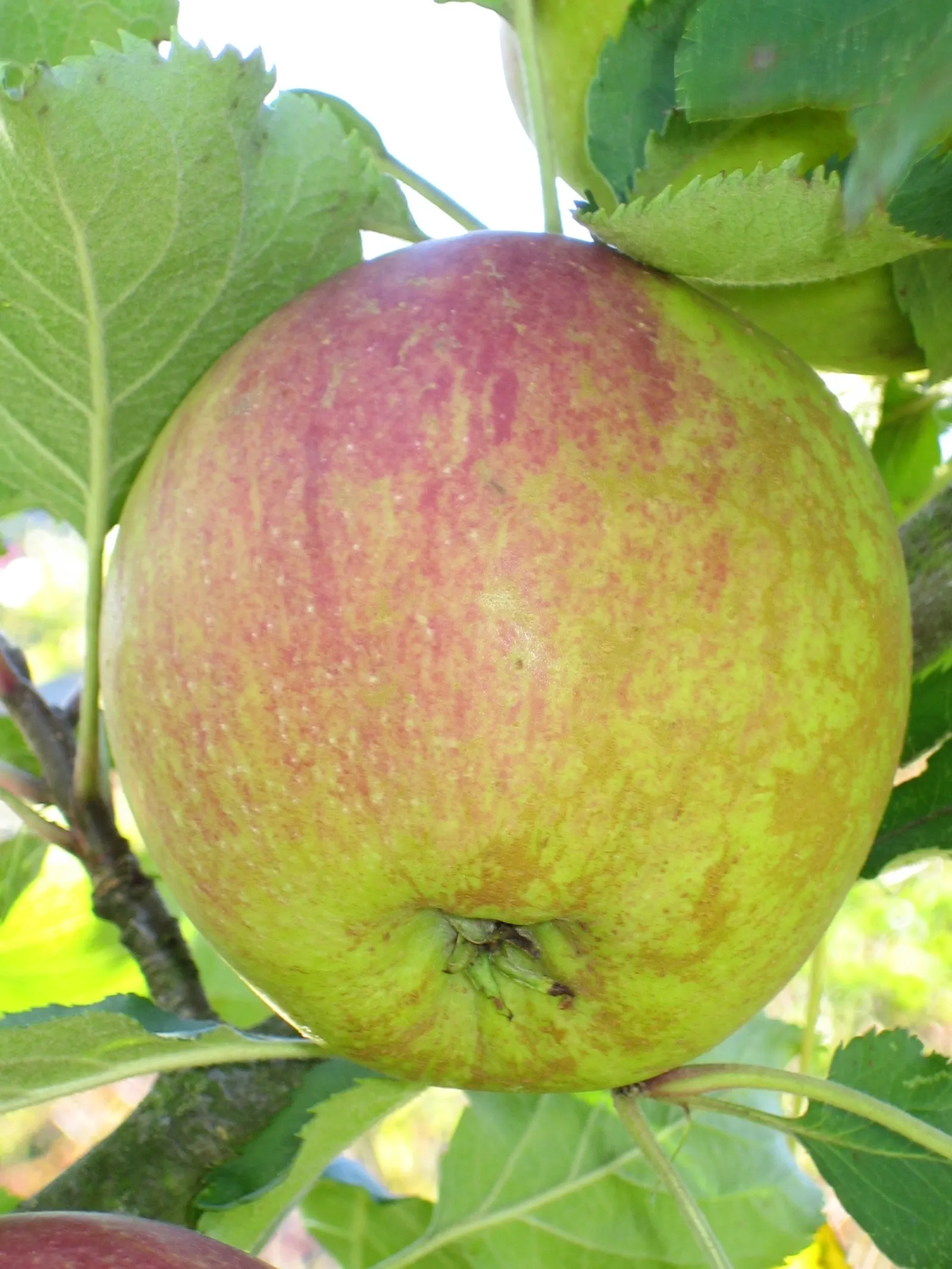 Sweet Orange (Citrus Sinensis) — focusing on removing dead or crossed branches to maintain plant health and aesthetic form; glossy leaves and the, image 98