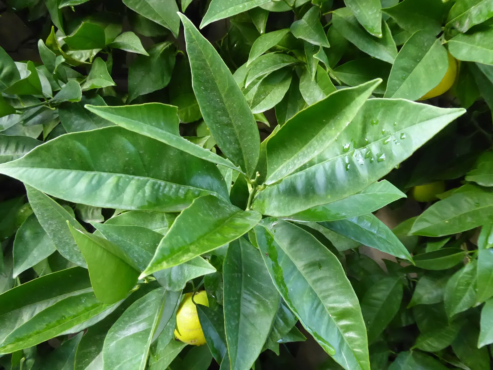 Sweet Orange (Citrus Sinensis) — dual-purpose addition to their environment, image 102