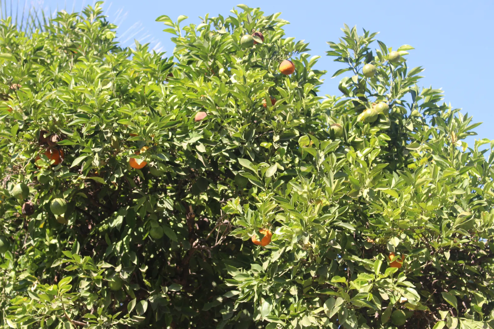 Sweet Orange (Citrus Sinensis) — This evergreen adds a lush, tropical feel and provides year-round interest; dual-purpose addition to their environment