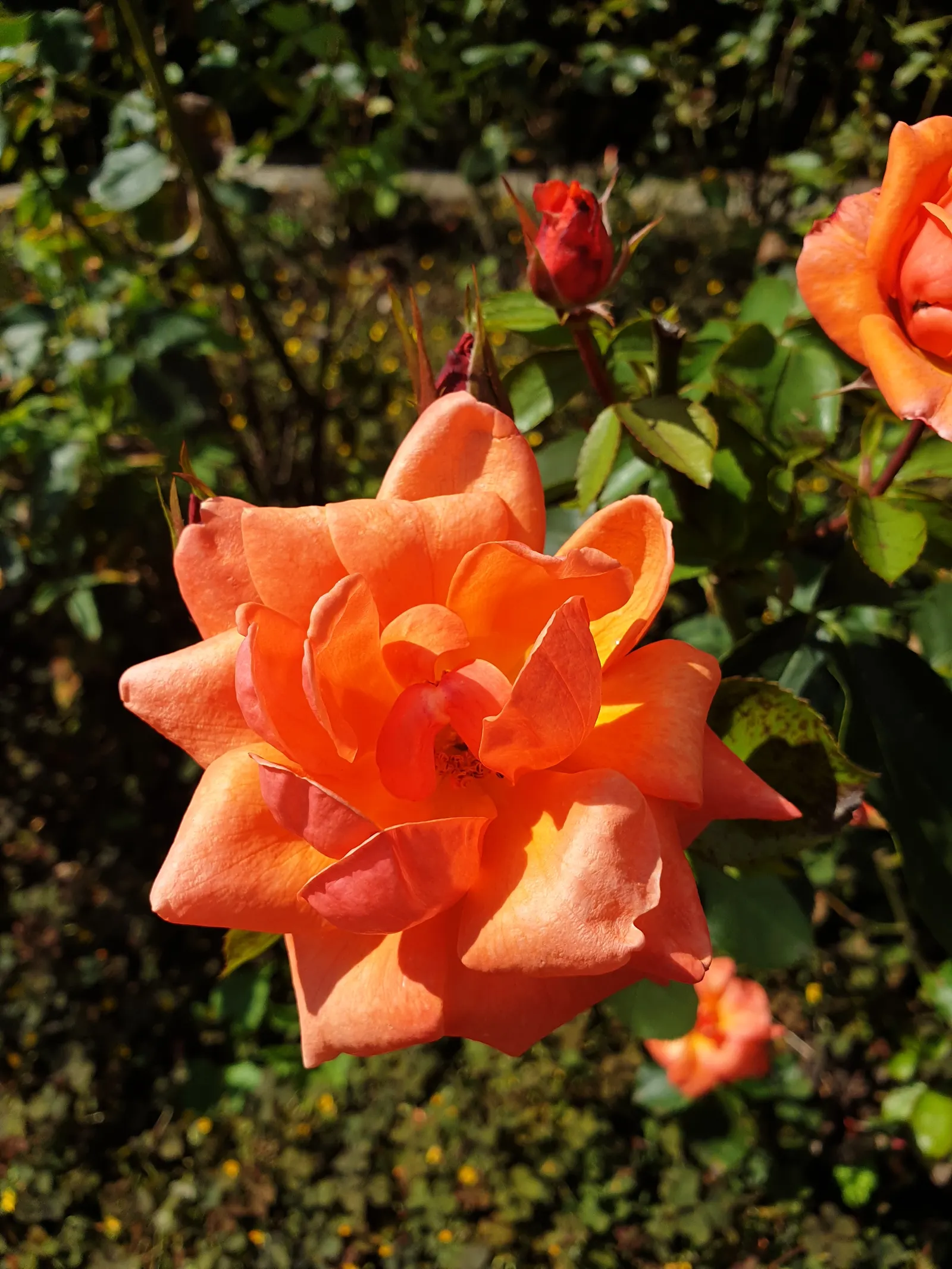 Sweet Orange (Citrus Sinensis) — is prized for its fragrant; glossy leaves and the appealing contrast of their fragrant white blossoms against the, image 86