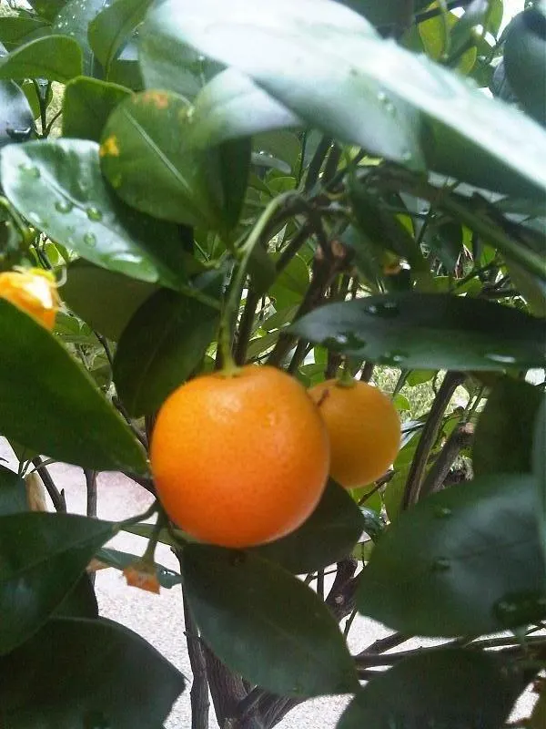 Sweet Orange (Citrus Sinensis) — The trees are hardy in USDA zones 9 through 11 and require consistent watering to establish deep root systems, image 75