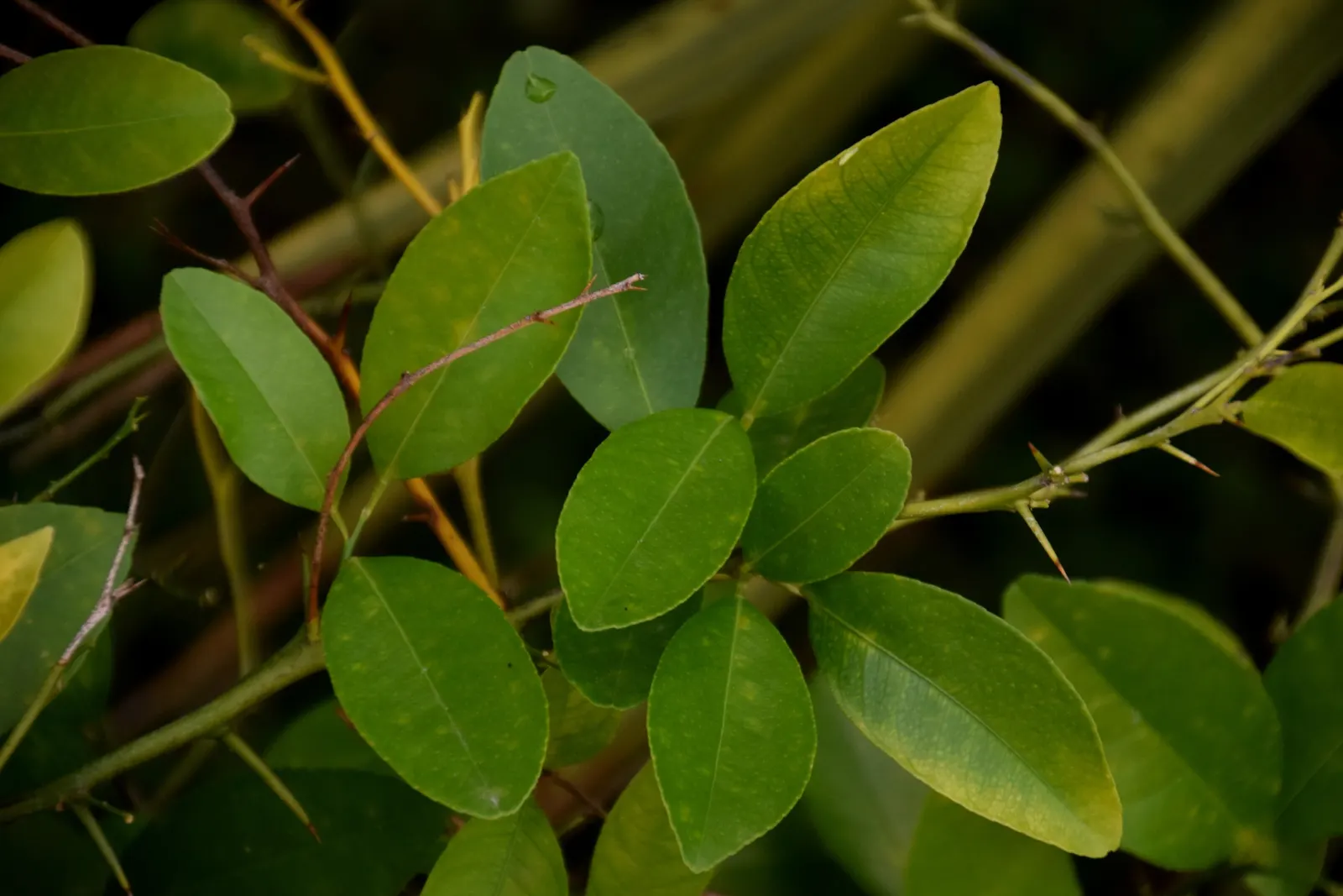 Sweet Orange (Citrus Sinensis) — and the Asian citrus psyllid; mature trees can reach 20-30 feet in height with a spread of 15-20 feet, image 79