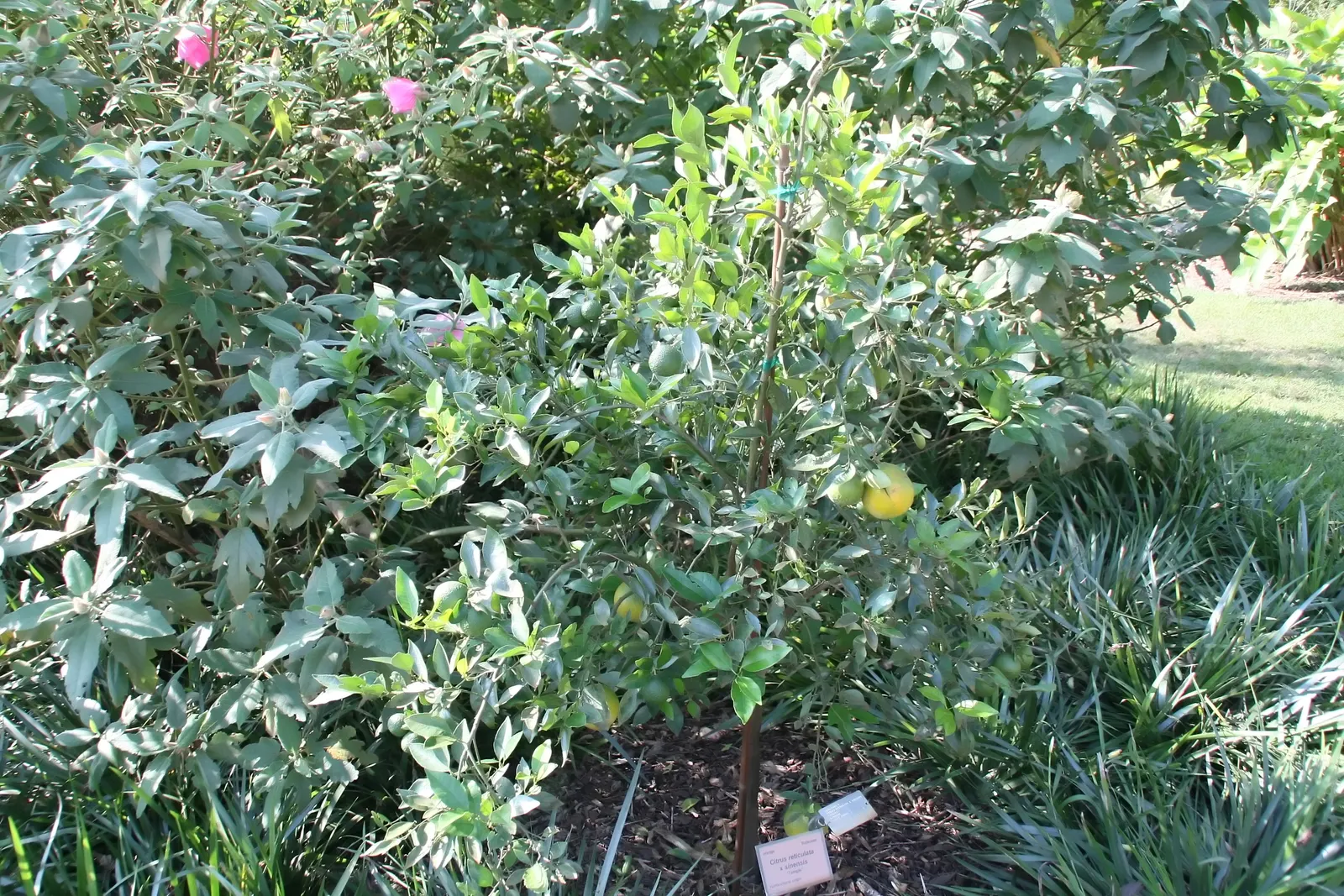 Sweet Orange (Citrus Sinensis) — Orange Cultivars (Citrus sinensis); mature trees can reach 20-30 feet in height with a spread of 15-20 feet, image 133